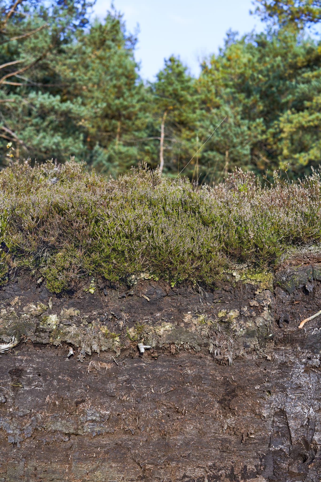 Detaillierte Ansicht von Torf im Schönramer Filz, einer Moorlandschaft nahe Petting. Gelegen im Landkreis Traunstein, Oberbayern, Chiemgau, Deutschland.