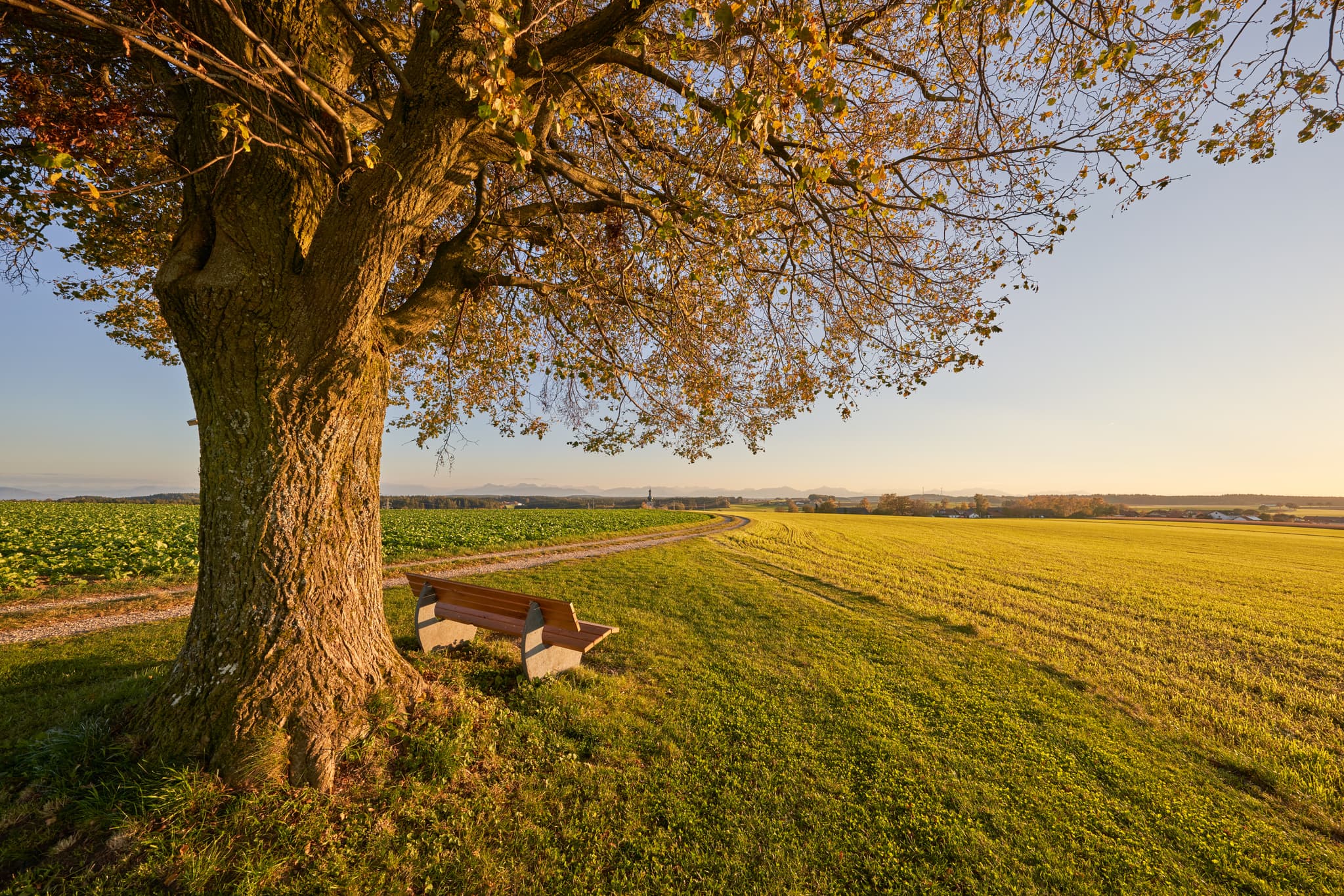 Landschaft mit Baum und Bank an Feldweg in goldenem Licht. Gelegen in Rainbichl, Tyrlaching, Landkreis Altötting, Oberbayern, Inn-Salzach, Deutschland.