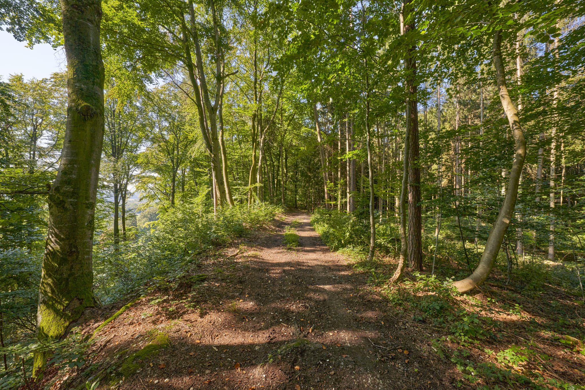 Waldweg auf dem St.-Rupert-Pilgerweg nahe Weindlgrub, Kastl, Landkreis Altötting, Oberbayern, Inn-Salzach, Deutschland. Natürliche Waldlandschaft mit Bäumen.
