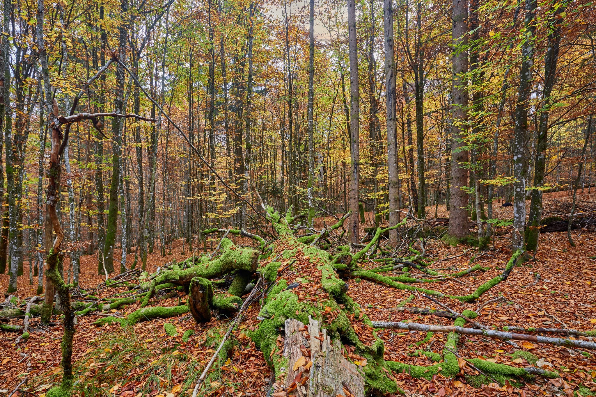 Totholz mit Moos im Hans-Watzlik-Hain, einem Wald bei Bayerisch Eisenstein, Landkreis Regen, Niederbayern. Szene im Bayerischen Wald, Deutschland.