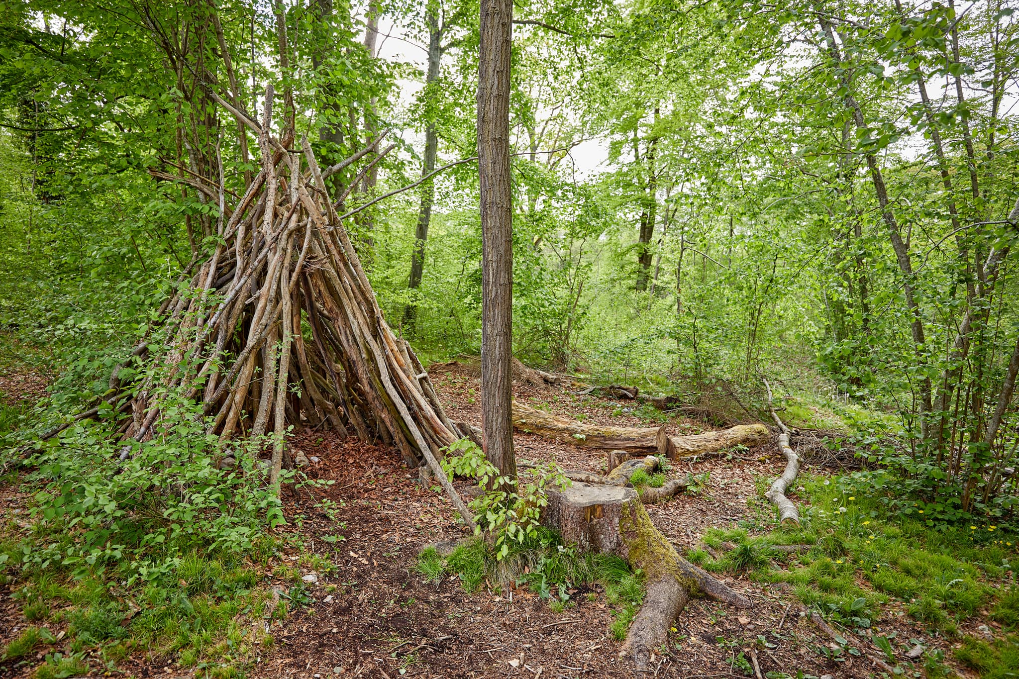 Uriges Tipi aus Ästen im grünen Wald von Garching, Landkreis Altötting, Oberbayern, Region Inn-Salzach, Deutschland. Eine naturnahe Waldlandschaft.