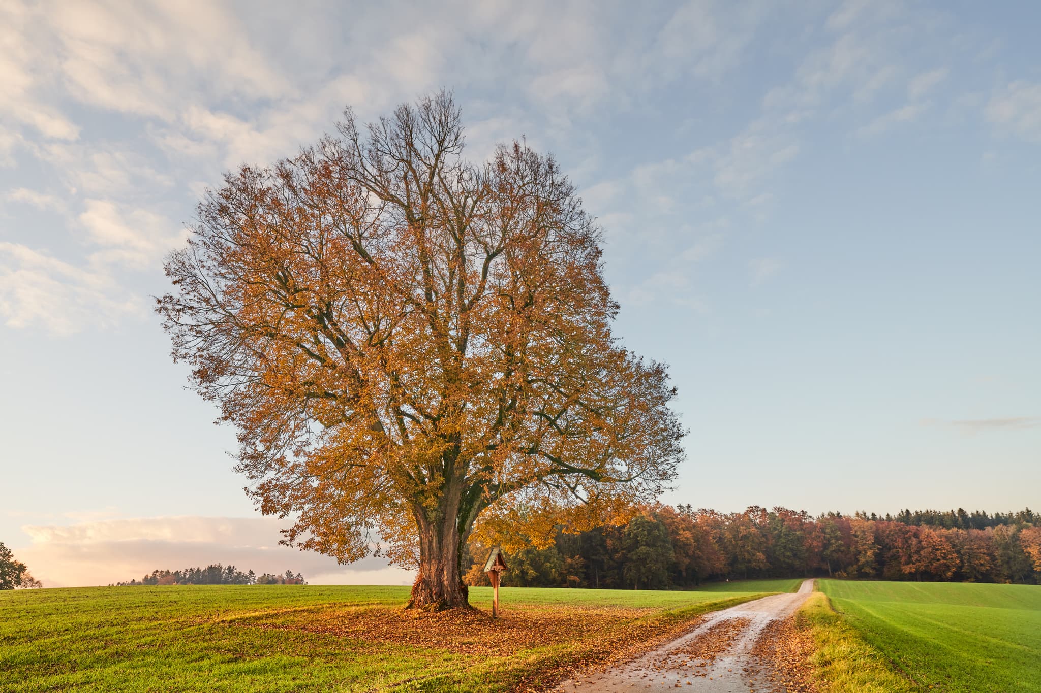 Ein markanter Baum mit goldbraunem Herbstlaub auf grüner Wiese in Birnbach, Altötting. Feldweg durch ländliche Landschaft in Oberbayern.