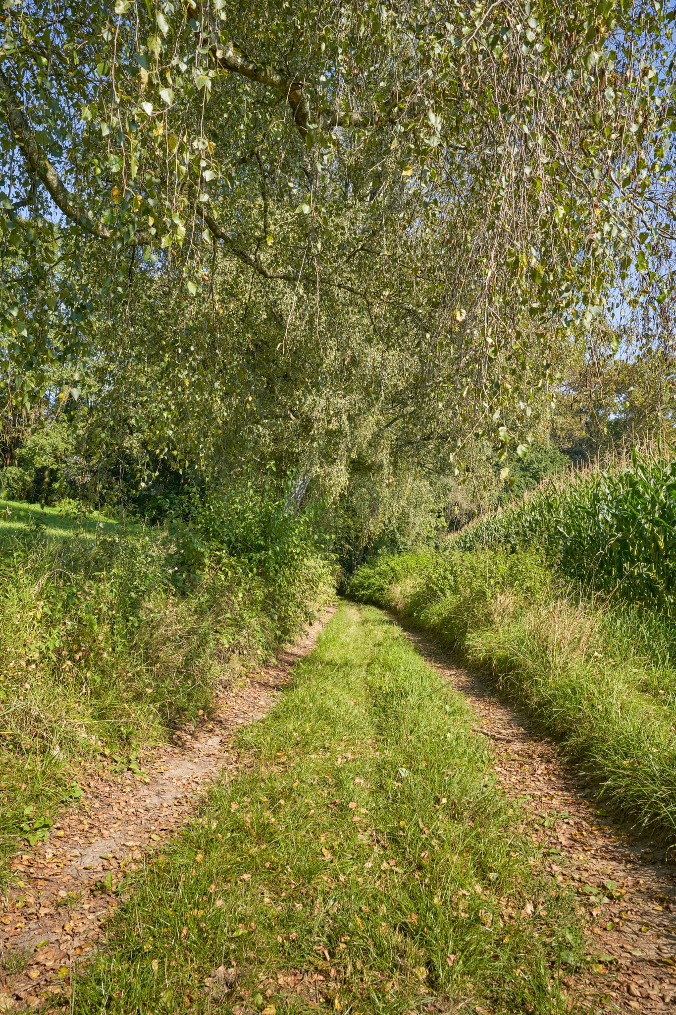 Feldweg bei Kastl, Altötting, Oberbayern, Deutschland. Ländliche Szene in der Region Inn-Salzach mit Weg, Baum und Maisfeld unter klarem Himmel.