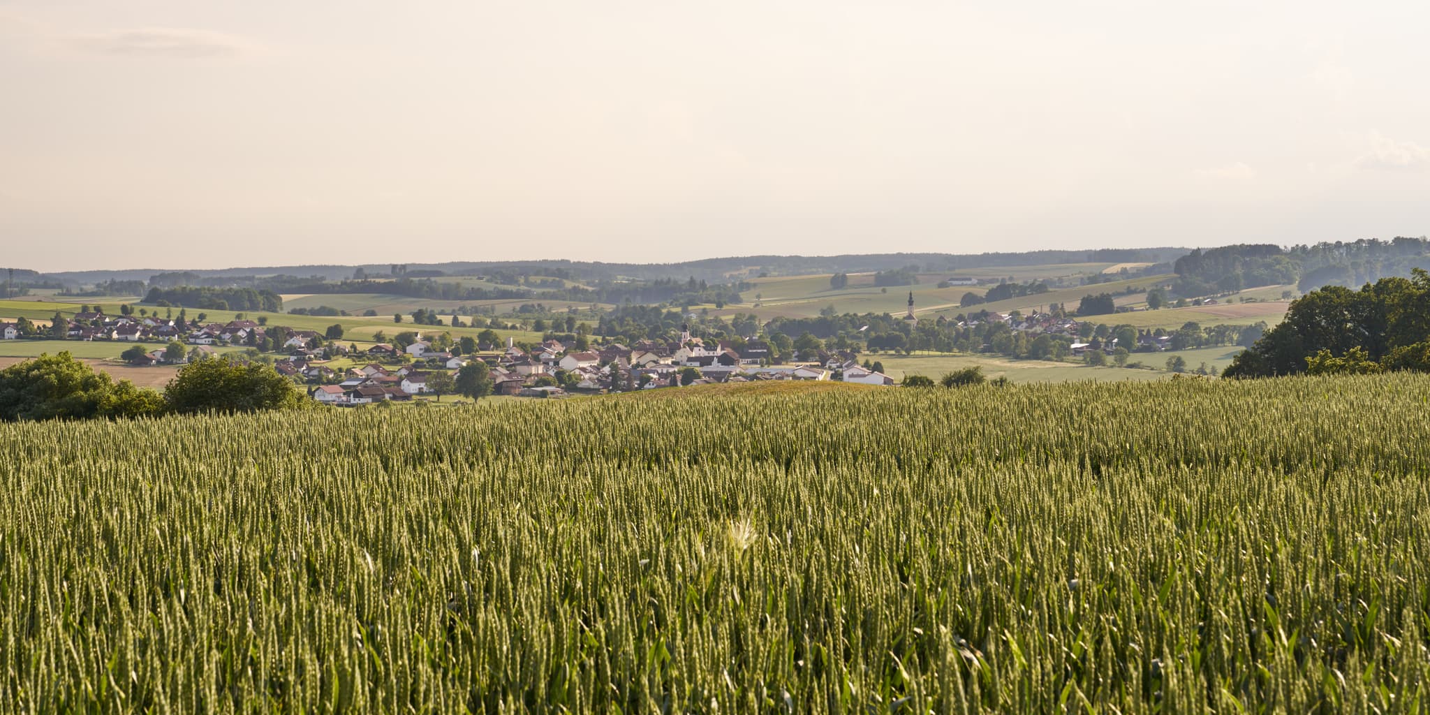 Idyllische Landschaft mit weitläufigem Weizenfeld und einem Dorf im Hintergrund, aufgenommen nahe Ortenburg im Landkreis Passau, Niederbayern, Donau-Wald.