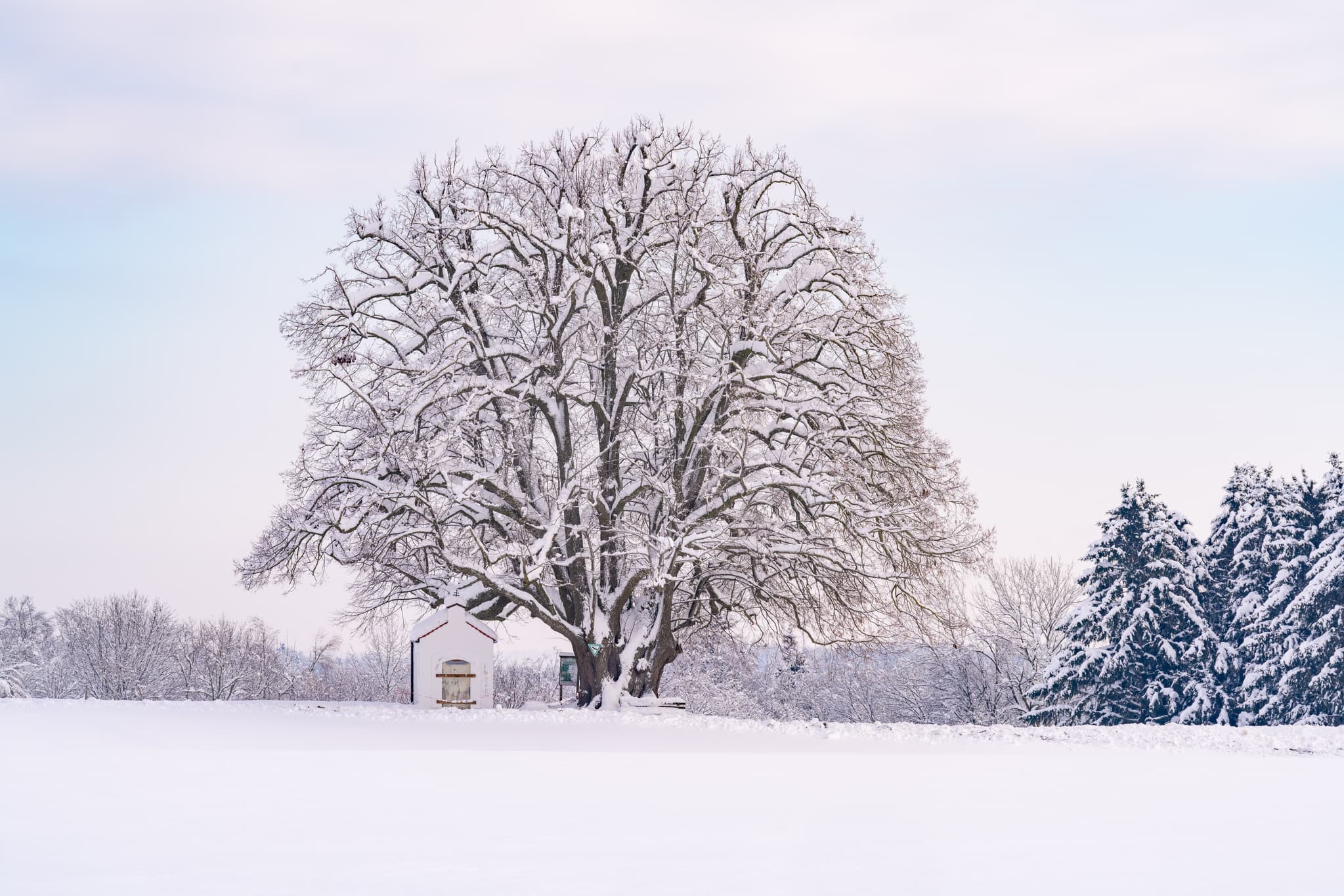 Verschneite Kapellenlinde in Berg Schmidhub, Perach, Landkreis Altötting, Oberbayern. Winterlandschaft Inn-Salzach Region, Deutschland.