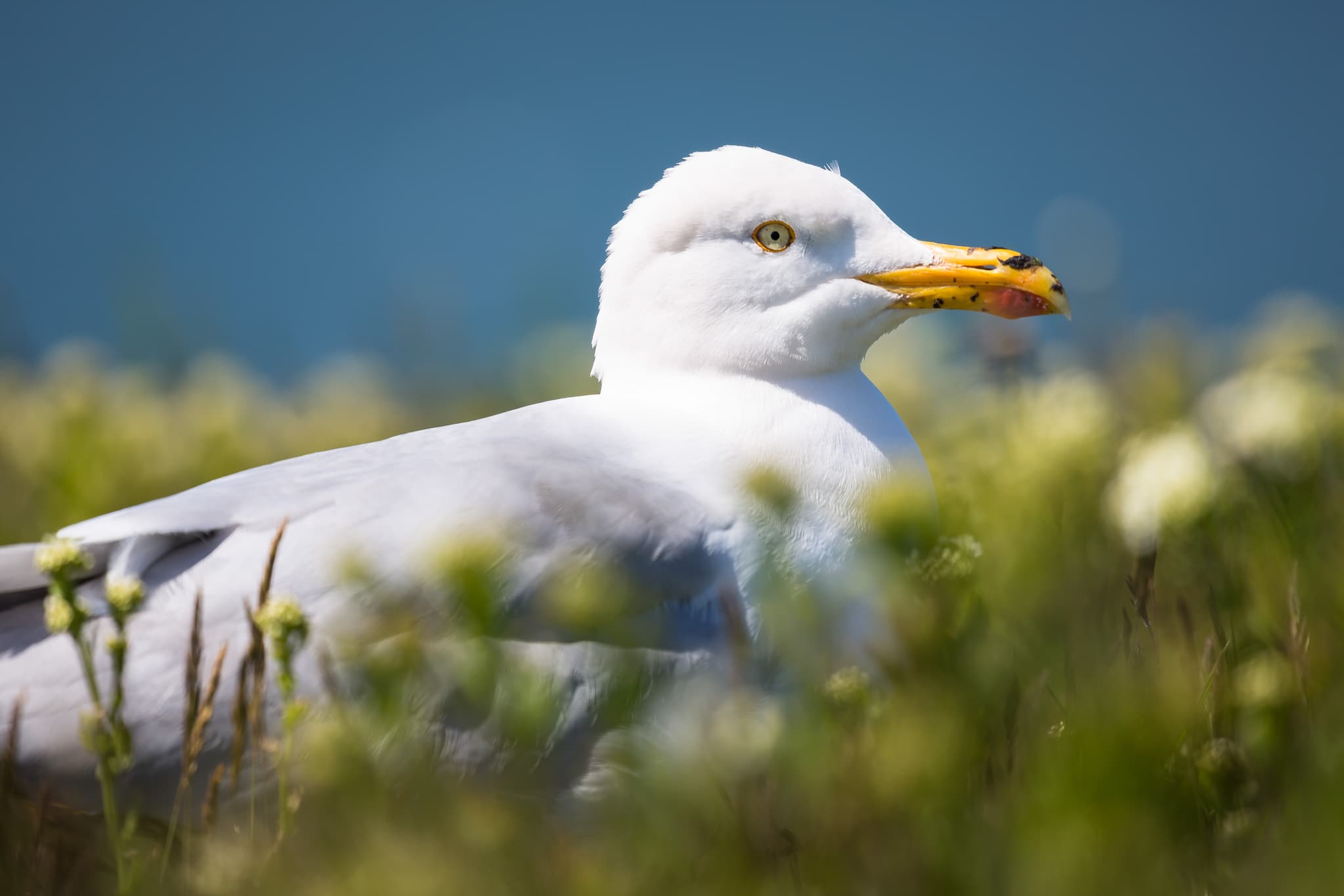 Eine Silbermöwe in Helgoland, Pirmasens, Rheinland-Pfalz, Deutschland. Detailaufnahme des Vogels in seiner natürlichen Umgebung, typisch für den Pfälzerwald.