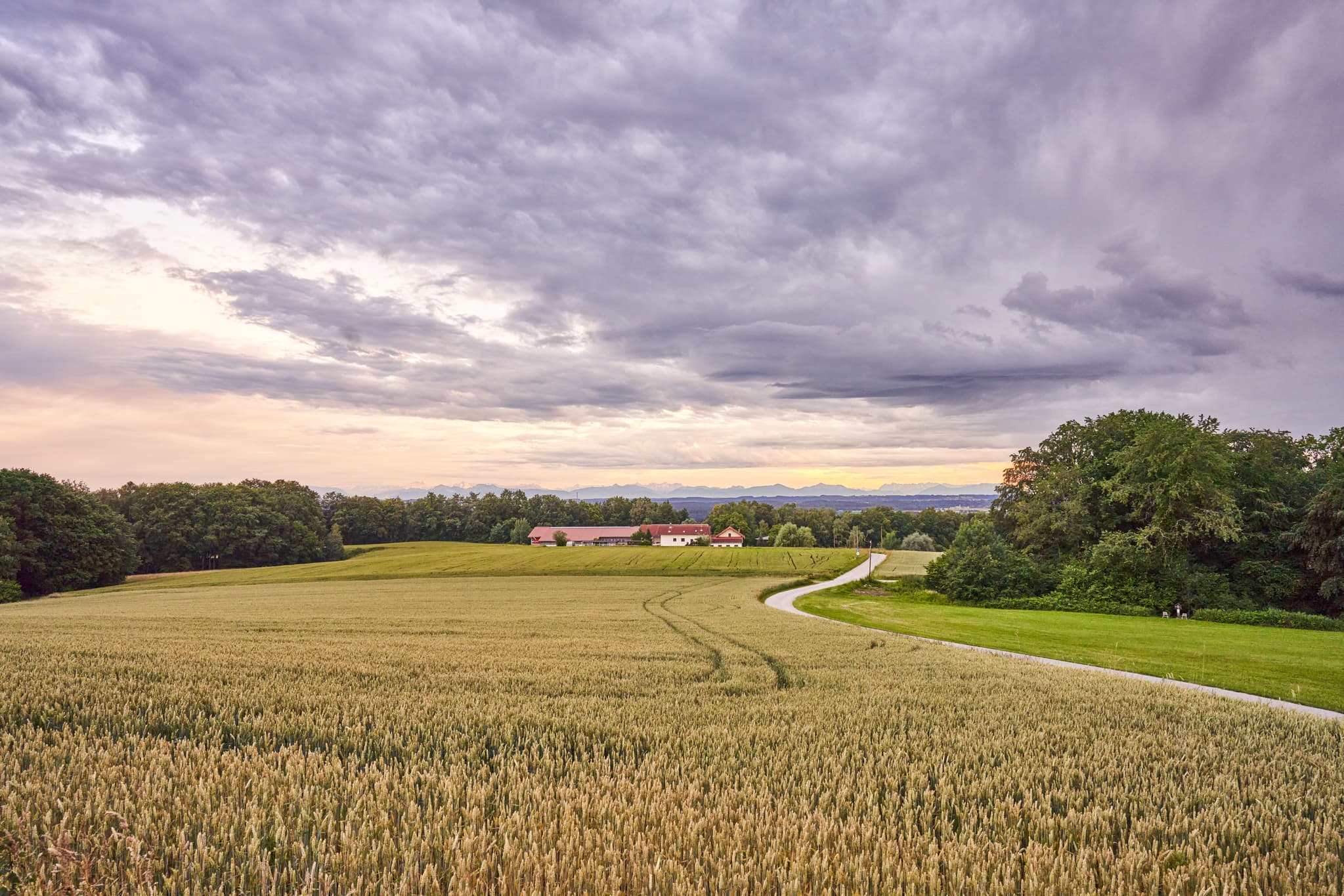 Landschaft mit Getreidefeld und Weg Richtung Alpenblick bei Reischach, Landkreis Altötting, Regierungsbezirk Oberbayern, Region Inn-Salzach, Deutschland.
