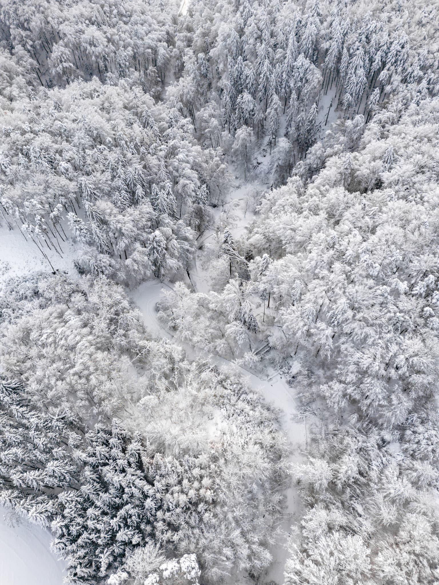 Luftbild eines verschneiten Waldes nach Schneebruch bei Bruckberg, Ortsteil von Marktl. Im Landkreis Altötting, Oberbayern, Region Inn-Salzach, Deutschland.