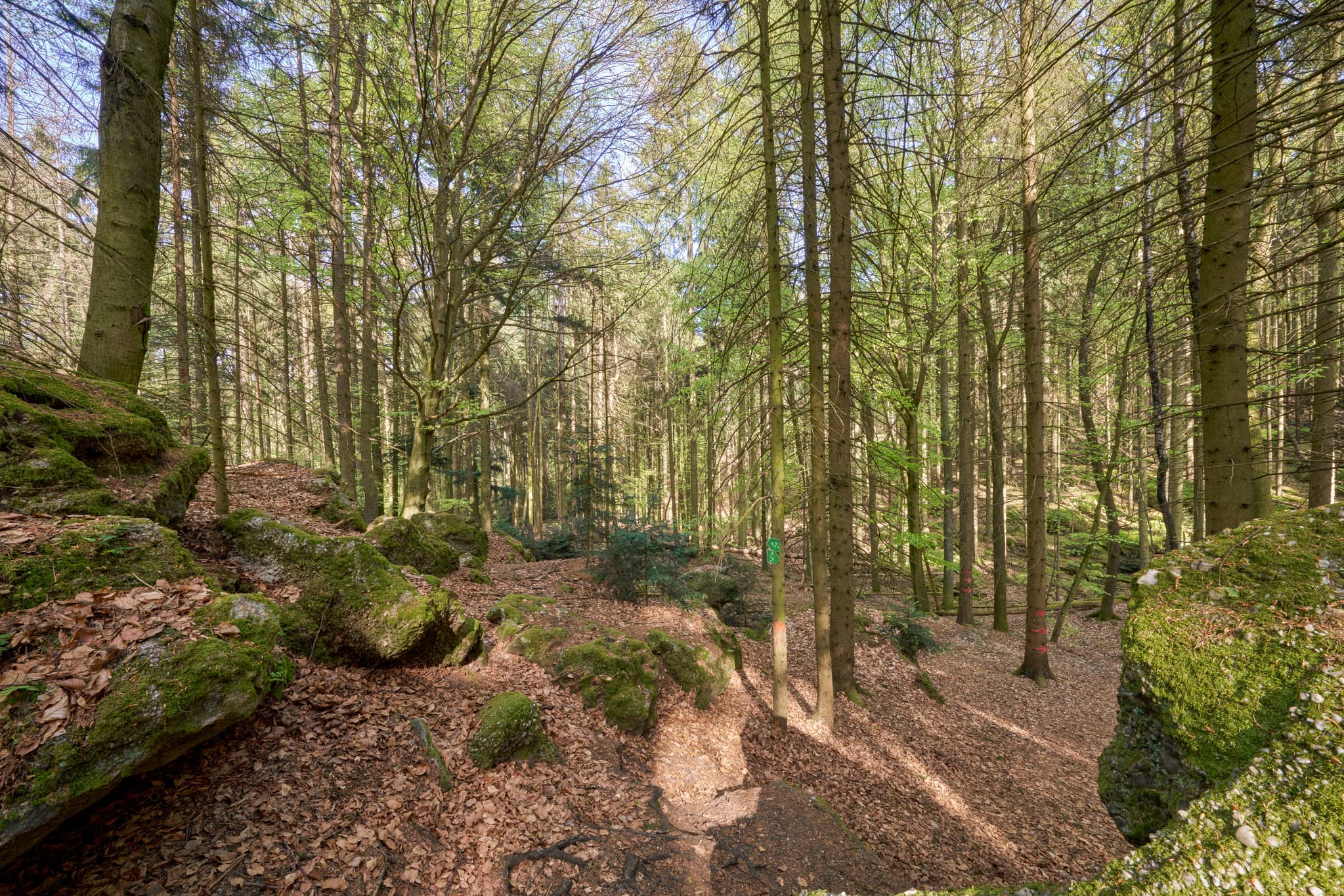 Waldlandschaft mit Felsen in St. Salvator Luisenburg, Bad Griesbach. Landkreis Passau, Niederbayern, Bayern, Deutschland.