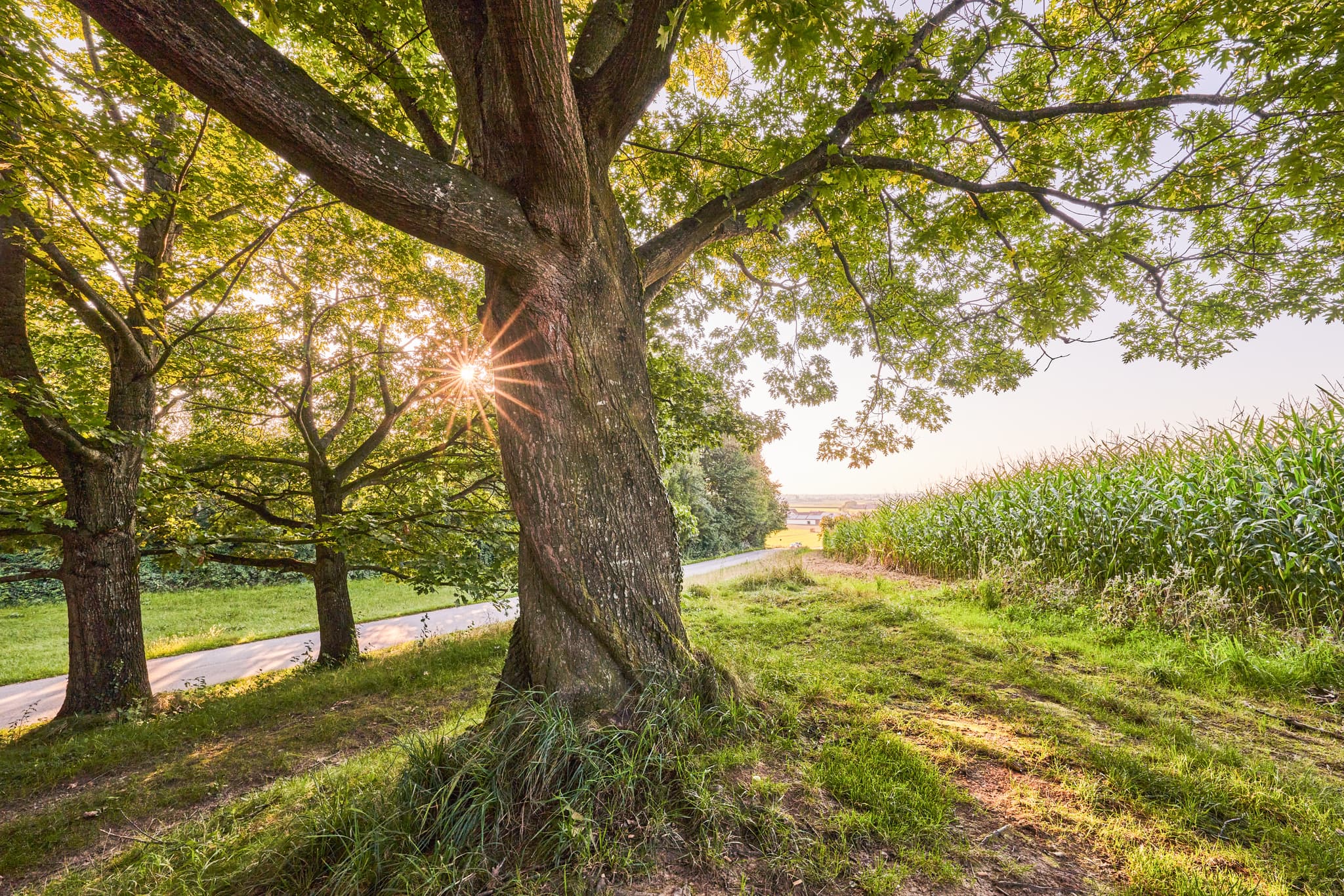 Großer Baum mit Sonnenstrahlen am Wegrand, daneben Maisfeld. Ansicht in Oberschroffen, Unterneukirchen, Altötting, Oberbayern, Inn-Salzach, Deutschland.