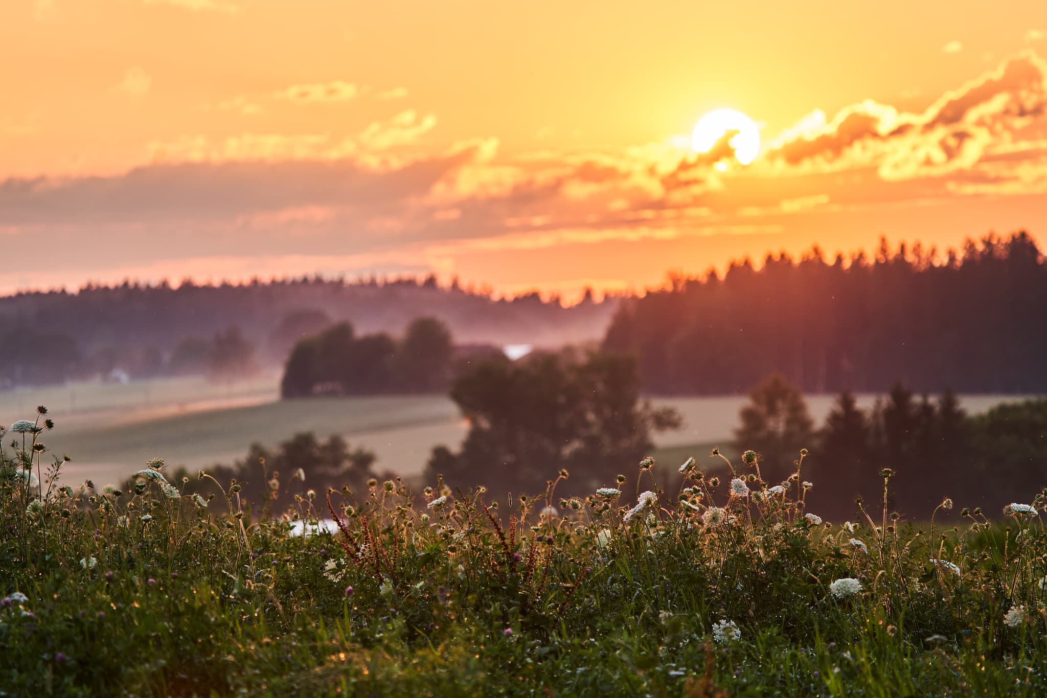 Lavendelfeld Adlstraß bei Dorfen, Landkreis Erding, Oberbayern. Sonnenuntergang hüllt Landschaft des Münchner Umlands in goldenes Licht. Leichter Nebel.