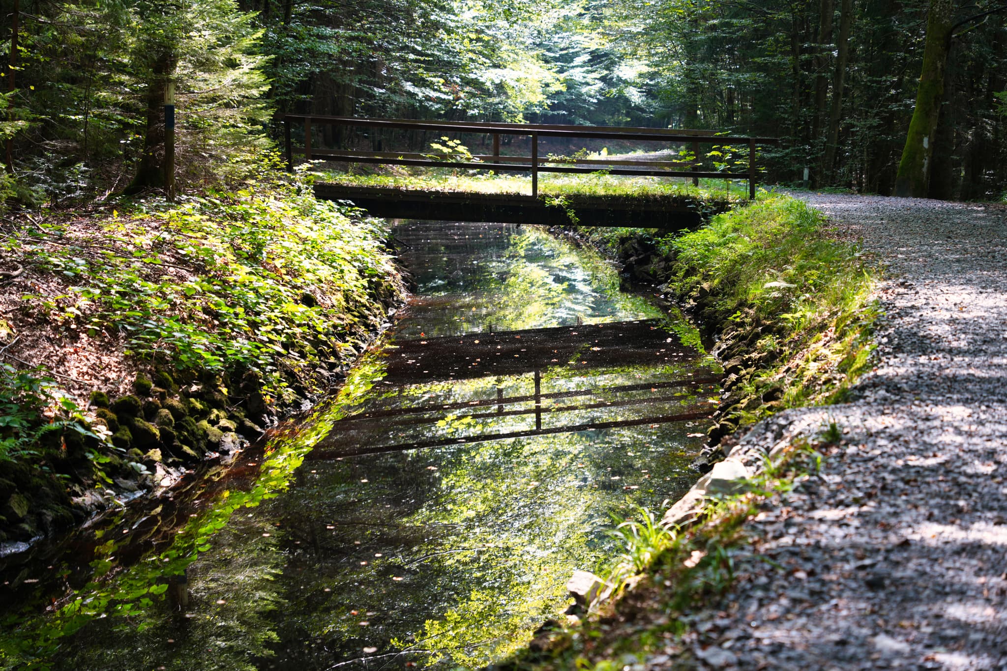 Spiegelung einer Holzbrücke über einen ruhigen, dunklen Wasserlauf im Wald.  Sonnenlicht durchdringt die Baumkronen und beleuchtet die üppige, grüne Vegetation.