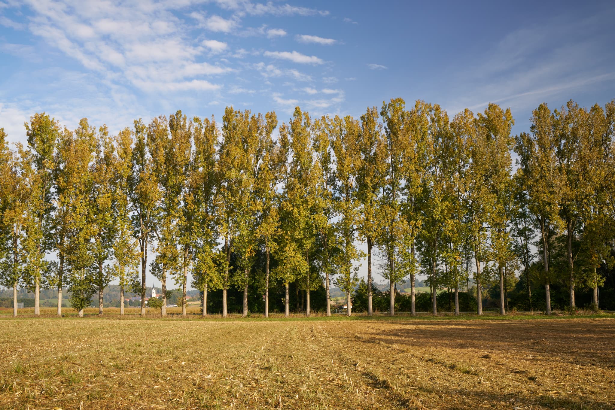 Herbstliche Allee in Parzham bei Bad Griesbach im Landkreis Passau, Niederbayern, Regierungsbezirk Niederbayern