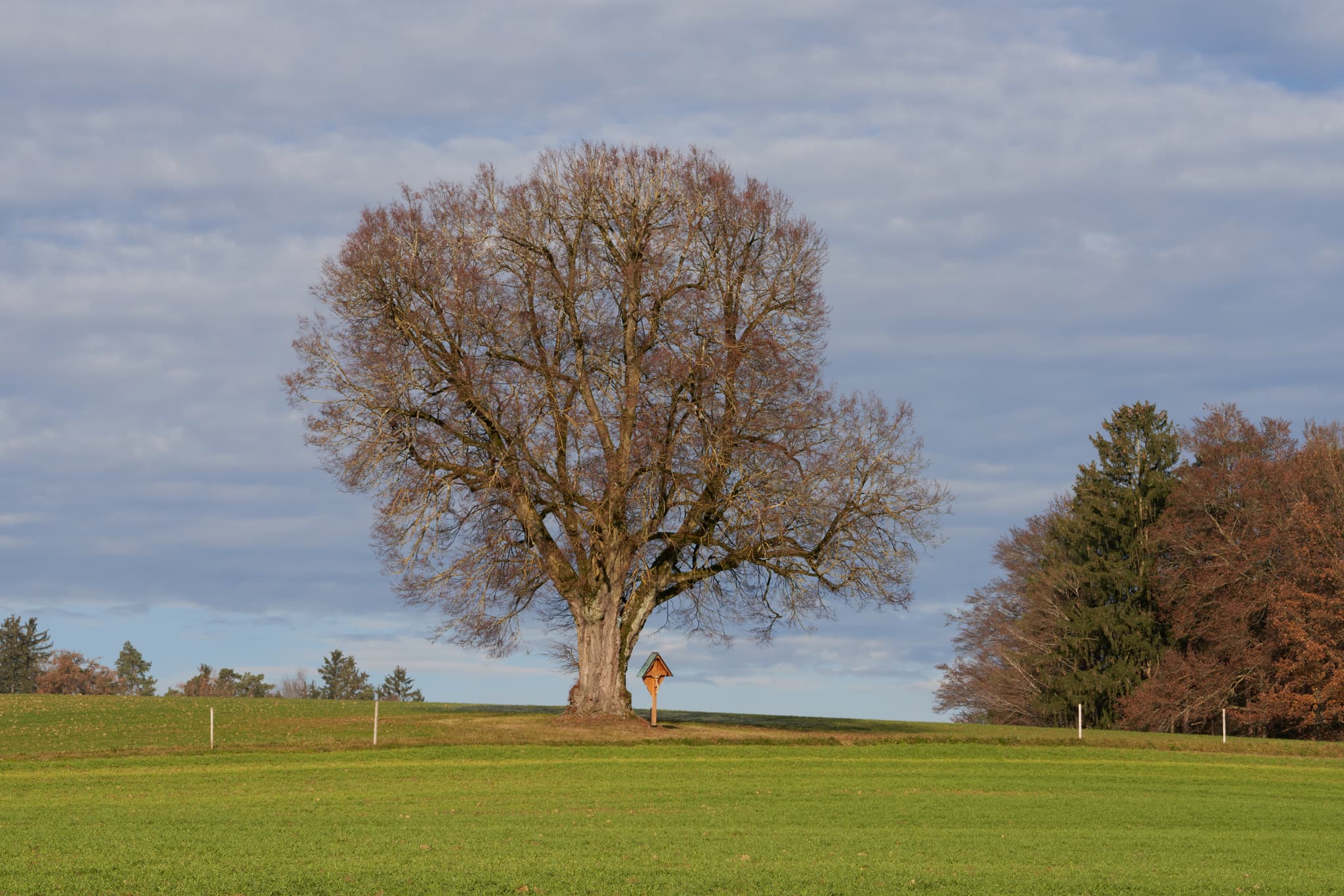 Markanter Baum mit Wegkreuz auf grüner Wiese in Birnbach, Ortsteil von Erlbach. Landschaft im Landkreis Altötting, Oberbayern, Region Inn-Salzach, Deutschland.