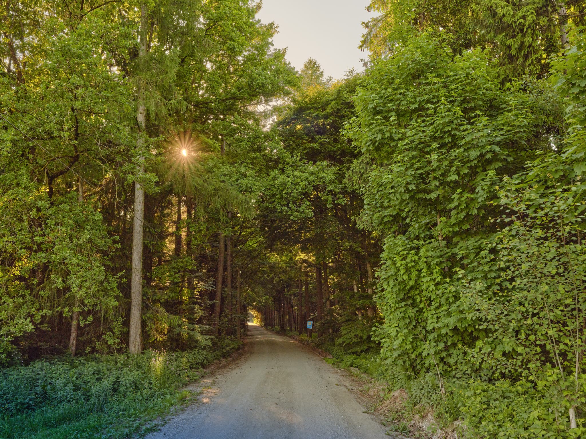 Ein Waldweg führt durch die grüne Landschaft bei Waldberg von Thaler Graben, Reischach, im Landkreis Altötting, Oberbayern, Inn-Salzach-Region in Deutschland.