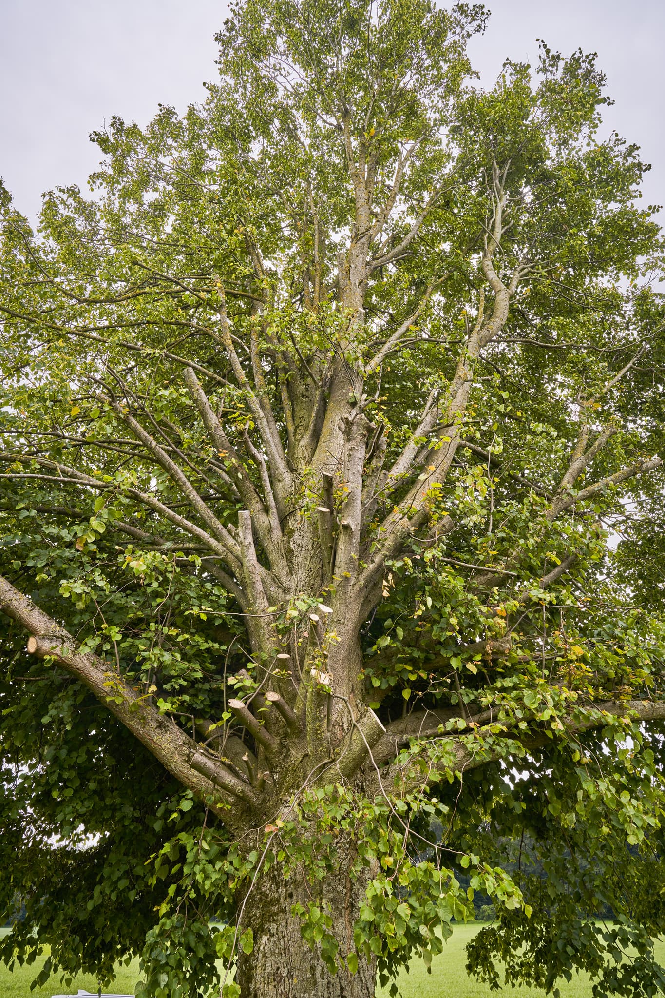 Prägnanter, gestutzter Baum in Höresham, Burgkirchen, Altötting, Oberbayern. Motiv aus Inn-Salzach, Deutschland, zeigt frisches Grün, Schnittstellen.