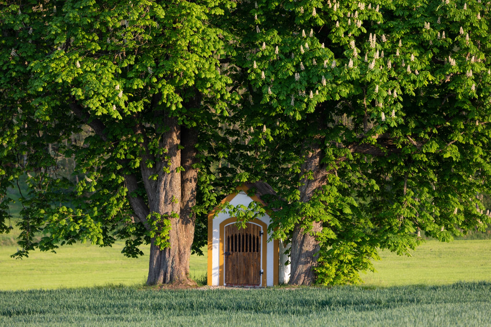 Aussicht Hoheneck bei Reischach, Altötting, Oberbayern, Inn-Salzach, Deutschland. Im Vordergrund Bäume und ein Sendemast, dahinter Alpen.