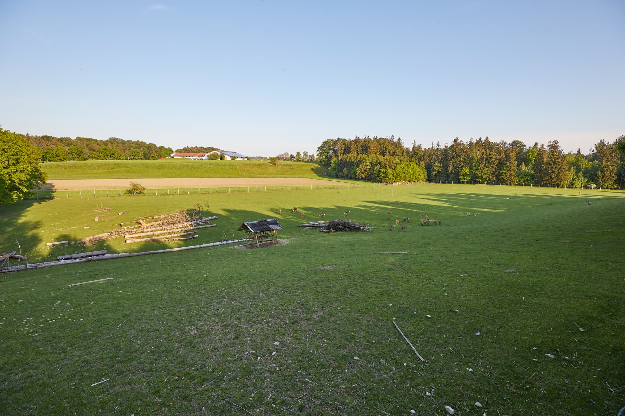 Entdecken Sie Hirsche im weitläufigen Tierfreigehege Waldbühne in Halsbach, Landkreis Altötting, Oberbayern, einer idyllischen Region Inn-Salzach, Deutschland.