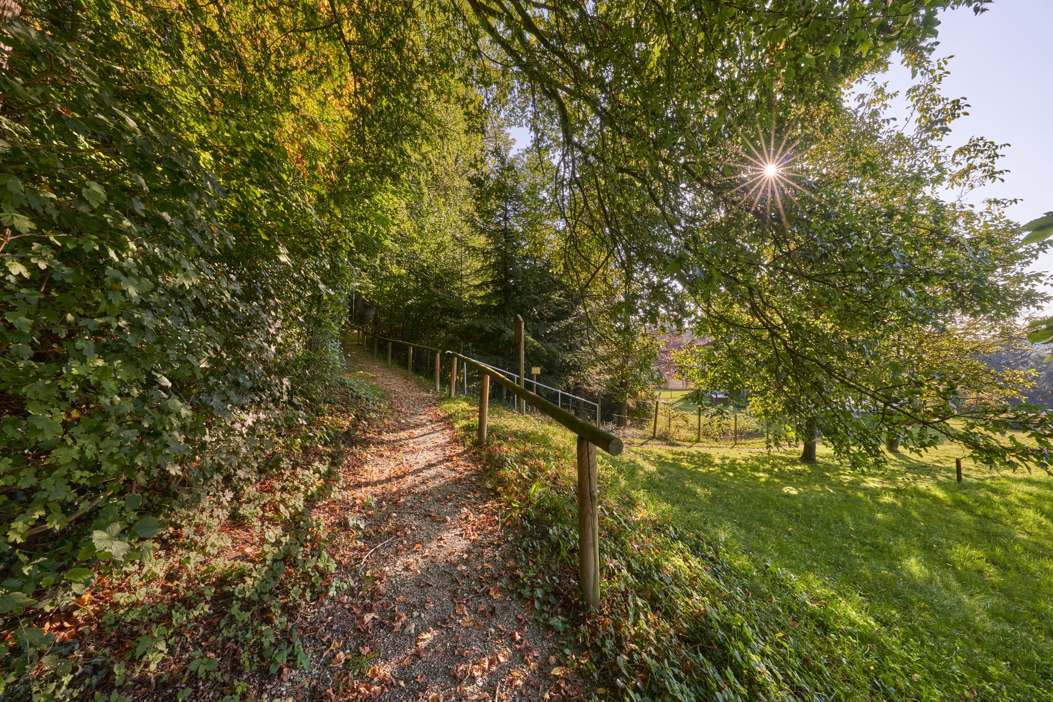Pfad am St.-Rupert-Pilgerweg in Margarethenberg, Burgkirchen, Altötting, Oberbayern, Inn-Salzach, Deutschland. Sonnendurchflutete Waldlandschaft mit Naturweg.