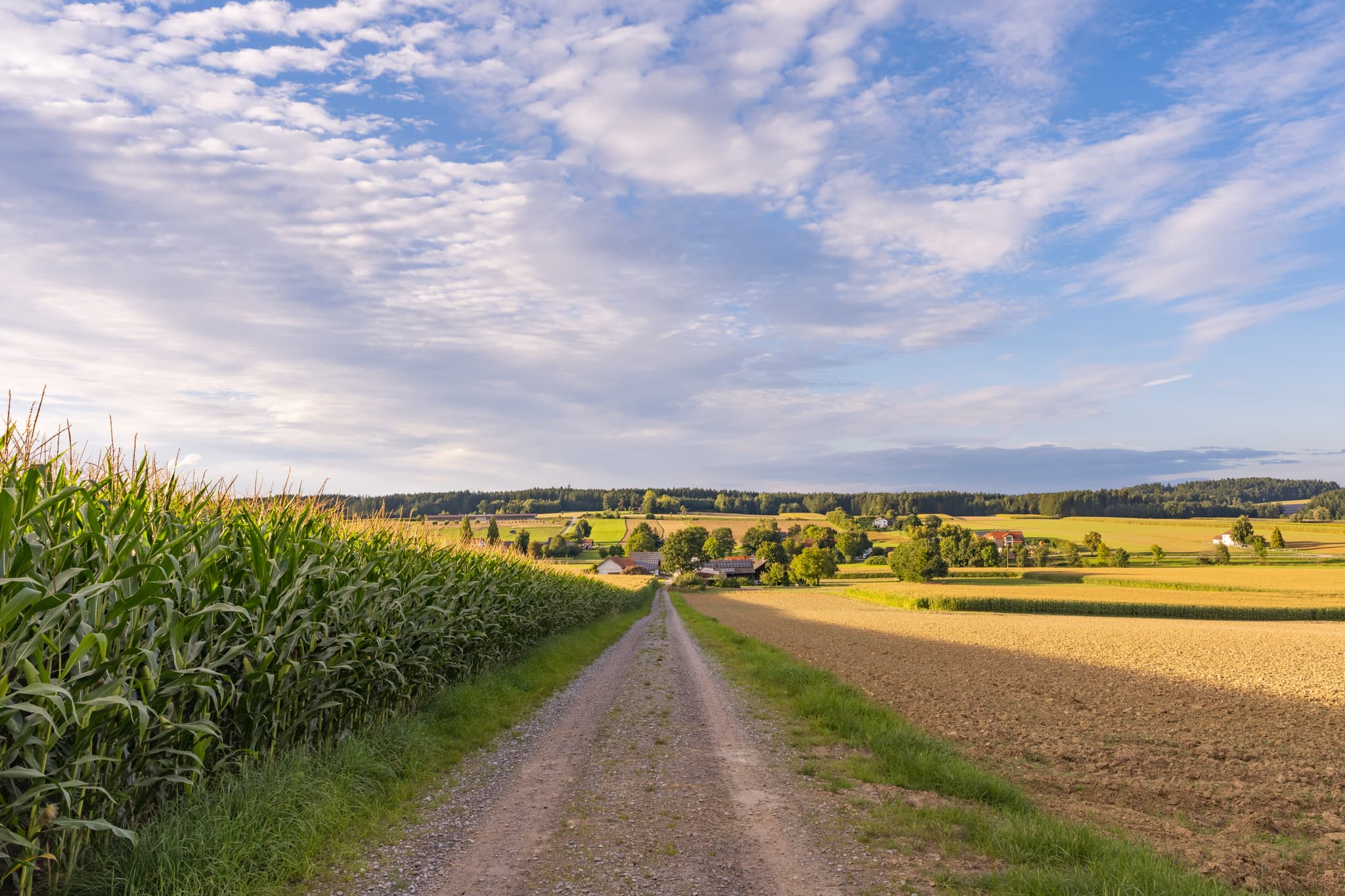 Feldweg zwischen Maisfeldern und Ackerflächen. Blick auf ein Dorf in der Ferne. Dirnaich, Gangkofen, Rottal-Inn, Niederbayern. Region Holzland, Deutschland.