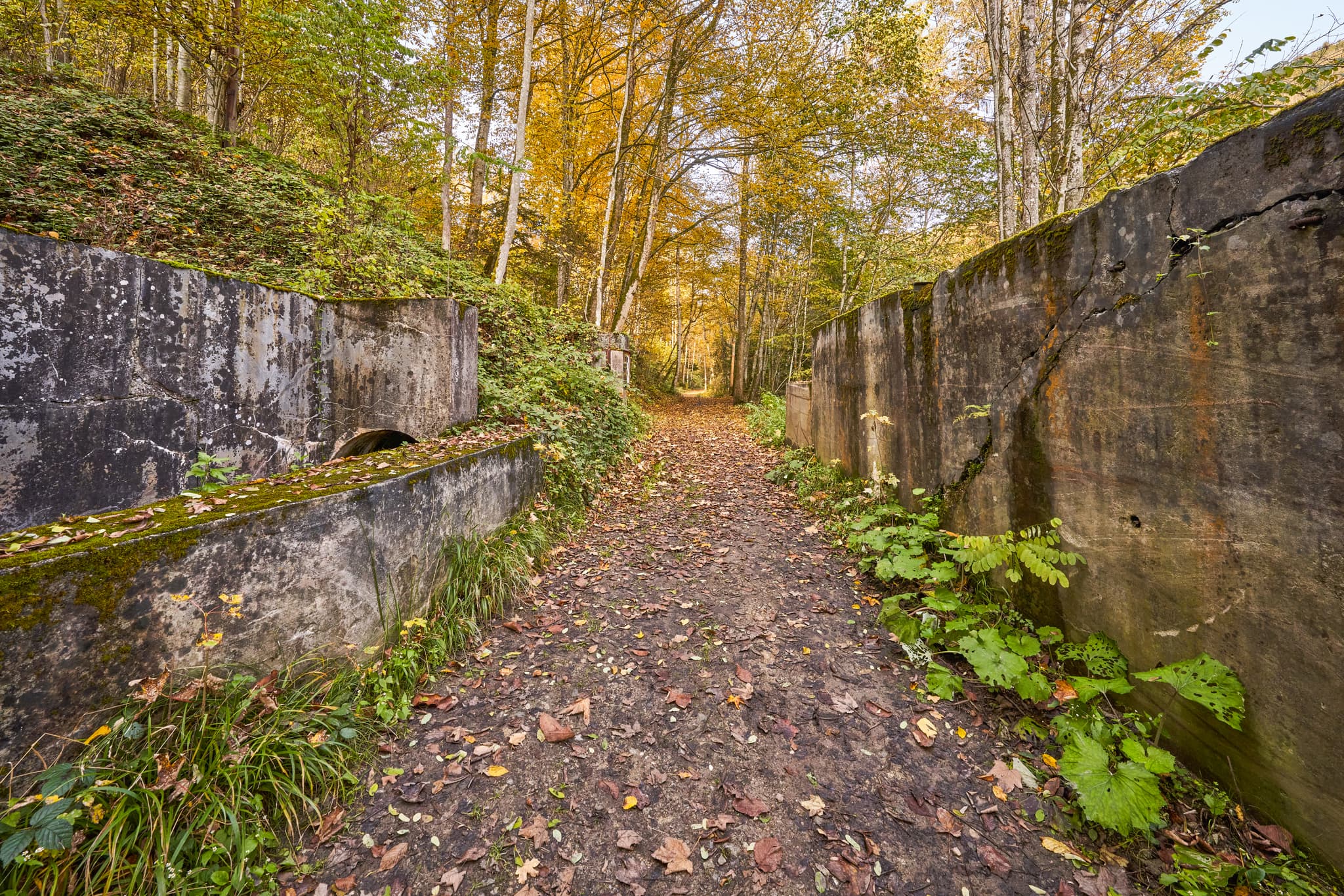 Herbstlicher Wanderweg im Erlautal nahe Erlau, Obernzell, Landkreis Passau, Niederbayern. Pfad gesäumt von Bäumen in der Region Donau-Wald, Deutschland.