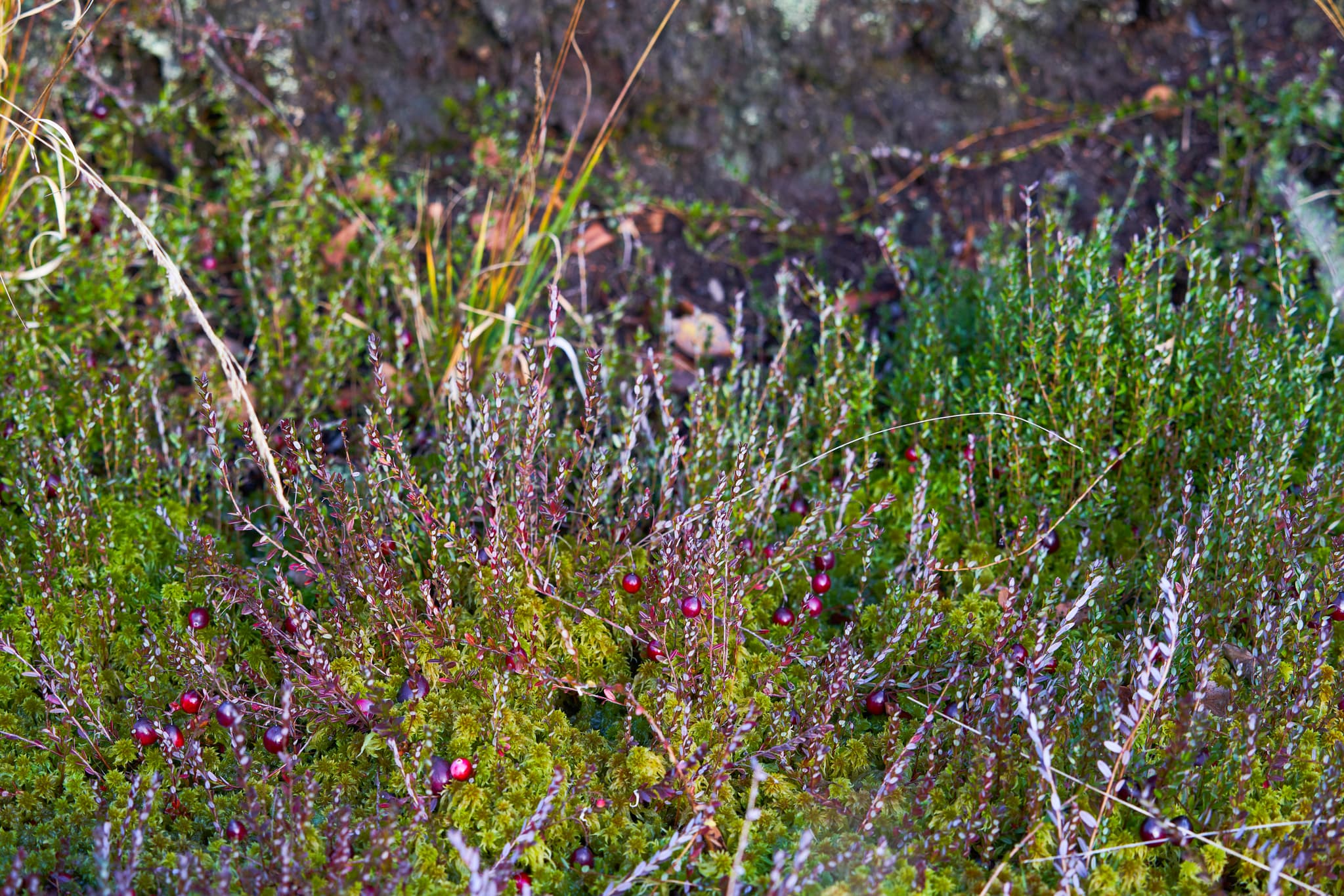 Moosbeeren in der Moorlandschaft des Schönramer Filzes, Petting. Gelegen im Landkreis Traunstein, Oberbayern, Teil der Chiemgauer Region in Deutschland.