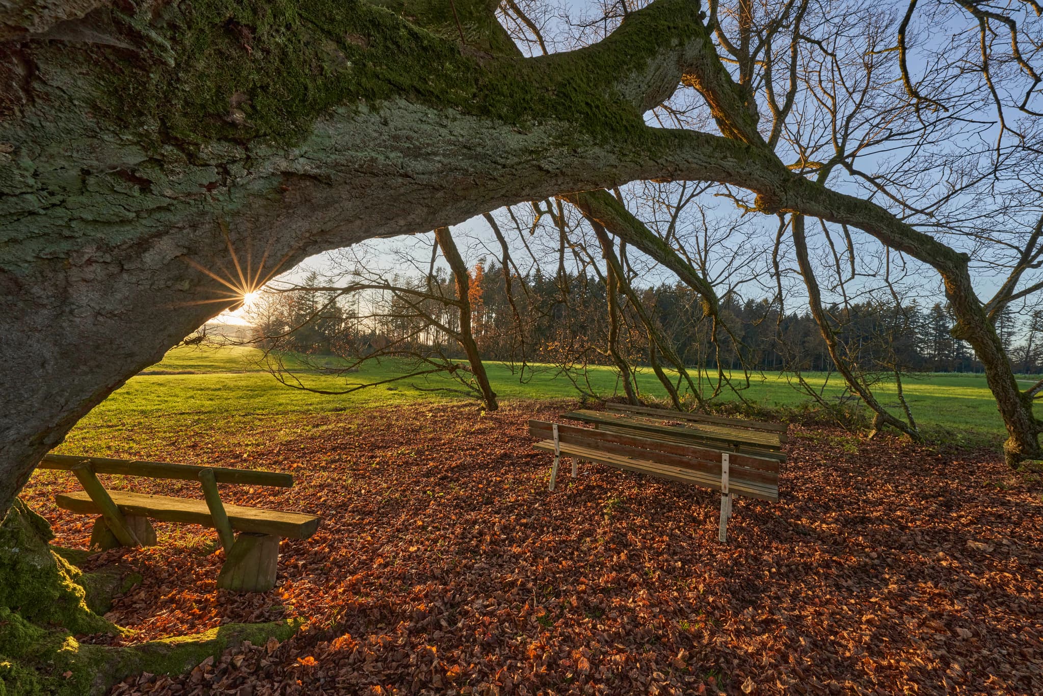 Herbstliche Landschaft an Krieringer Linde, Wittibreut, Rottal-Inn, Niederbayern. Alter Baum, Bänke, Laub. Sonnenstrahlen beleuchten Wiese und Wald im Holzland.