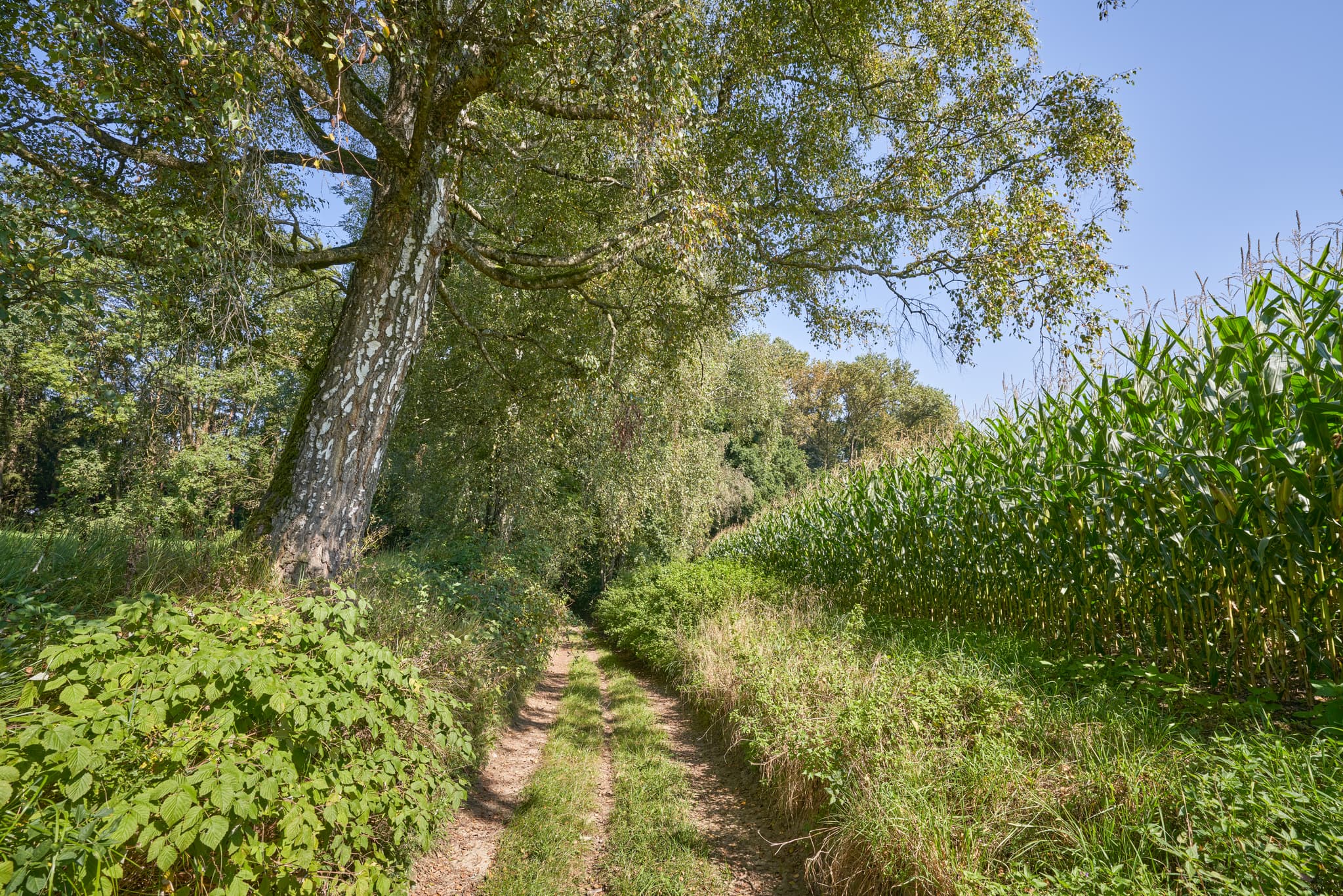 Feldweg bei Kastl, Altötting, Oberbayern, Deutschland. Ländliche Szene in der Region Inn-Salzach mit Weg, Baum und Maisfeld unter klarem Himmel.