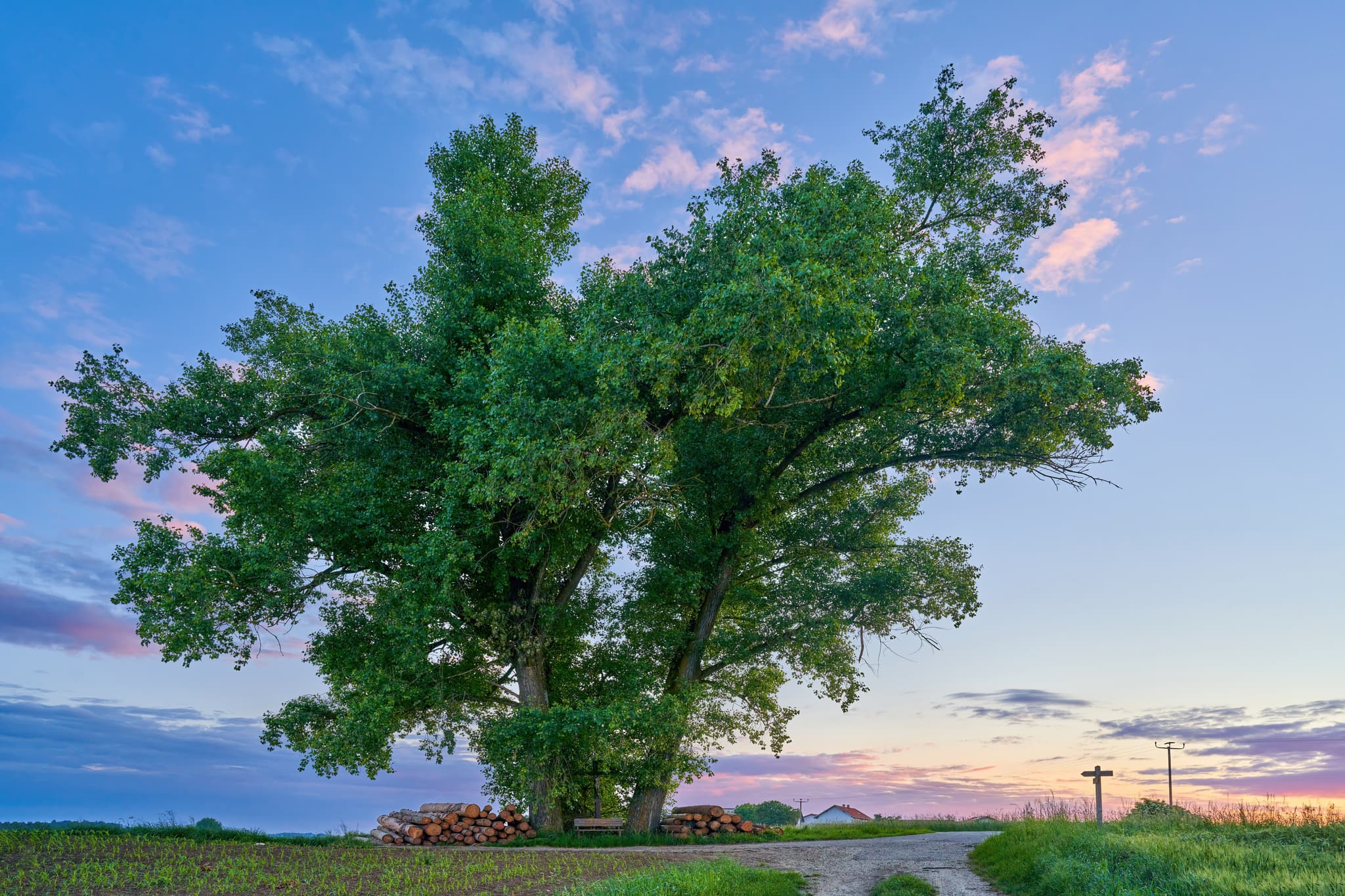 Ein dreistämmiger Baum in Erlbach, Gemeinde Reischach im oberbayerischen Landkreis Altötting, Region Inn-Salzach, Bayern, Deutschland.