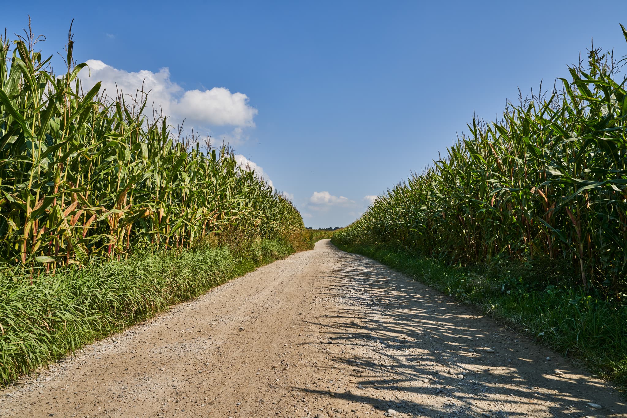 Feldweg zwischen hohen Maisfeldern in Enhofen, Winhöring, Landkreis Altötting, Oberbayern, Deutschland. Die Inn-Salzach-Region bietet eine weite Landschaft.