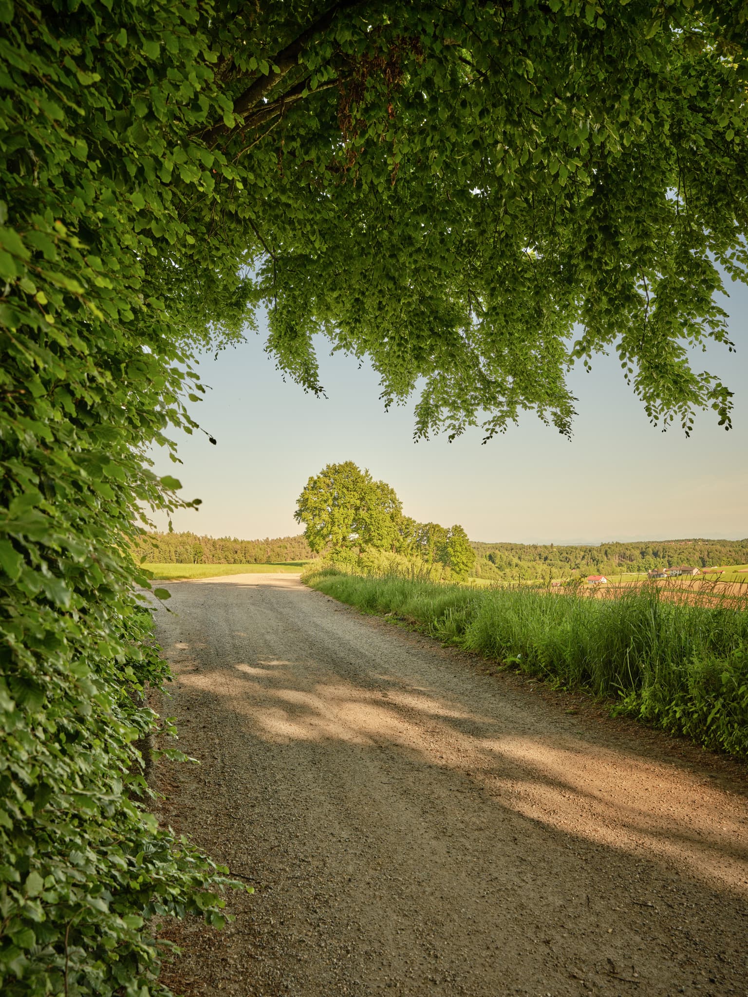 Ein Waldweg führt durch die grüne Landschaft von Thaler Graben, Reischach, im Landkreis Altötting, Oberbayern. Eine Szene der Inn-Salzach-Region in Deutschland.