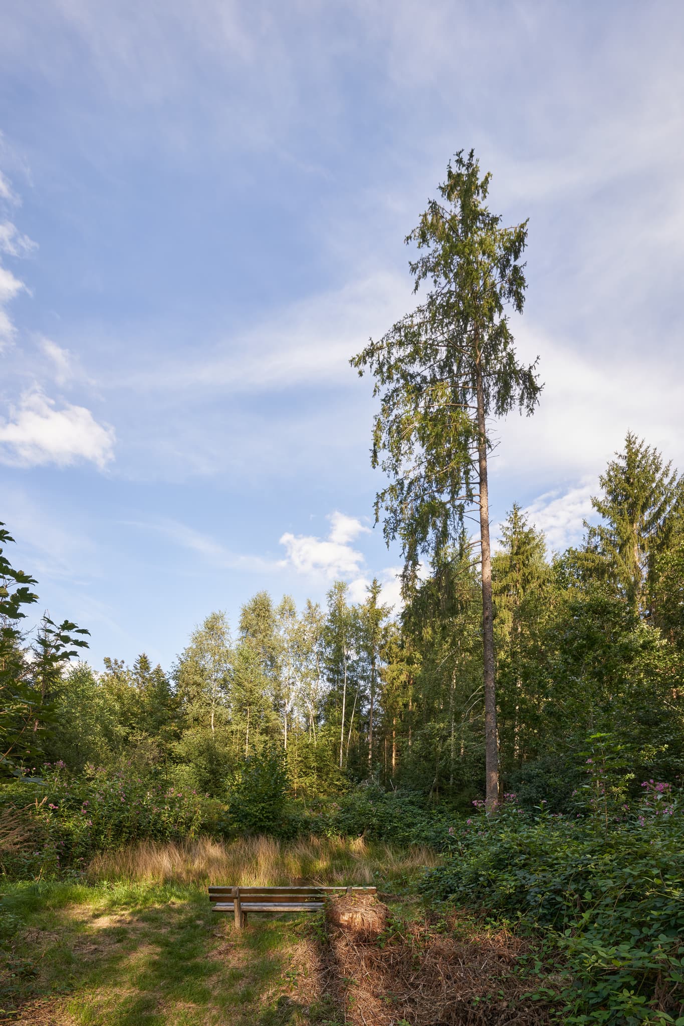 Waldweg mit Bank nahe Kapelle in Simbach am Inn, Landkreis Rottal-Inn, Niederbayern, Holzland/Bäderdrieck, Bayern, Deutschland.
