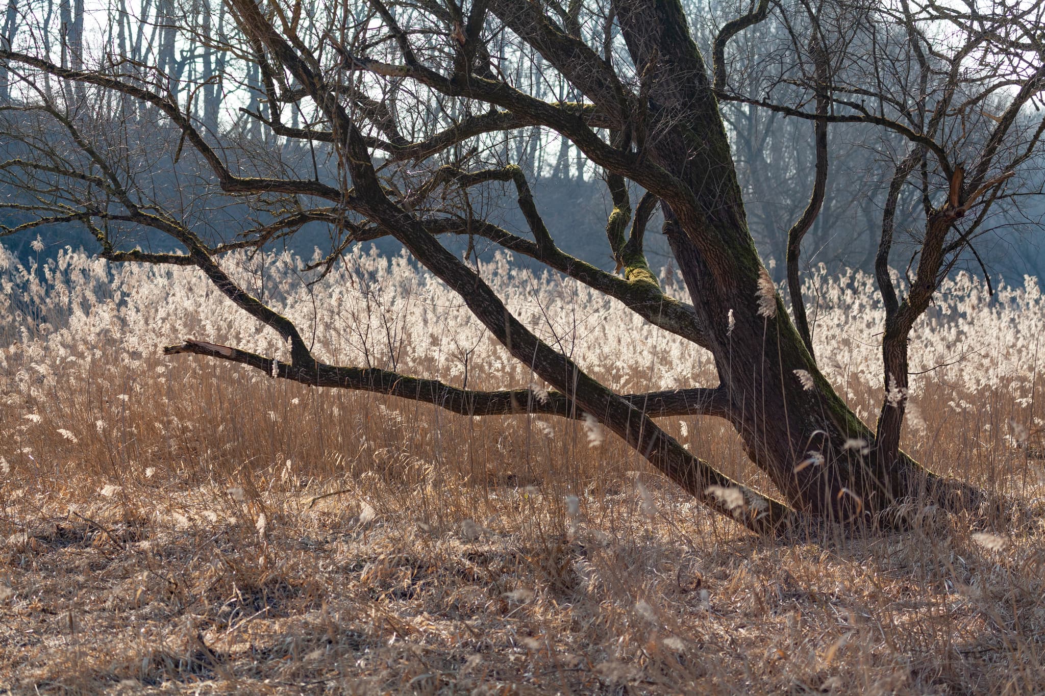 Unberührte Natur im Schilffeld bei Unterholzhausen, Gemeinde Altötting. Die Naturlandschaft im Landkreis Altötting, Oberbayern, Inn-Salzach.