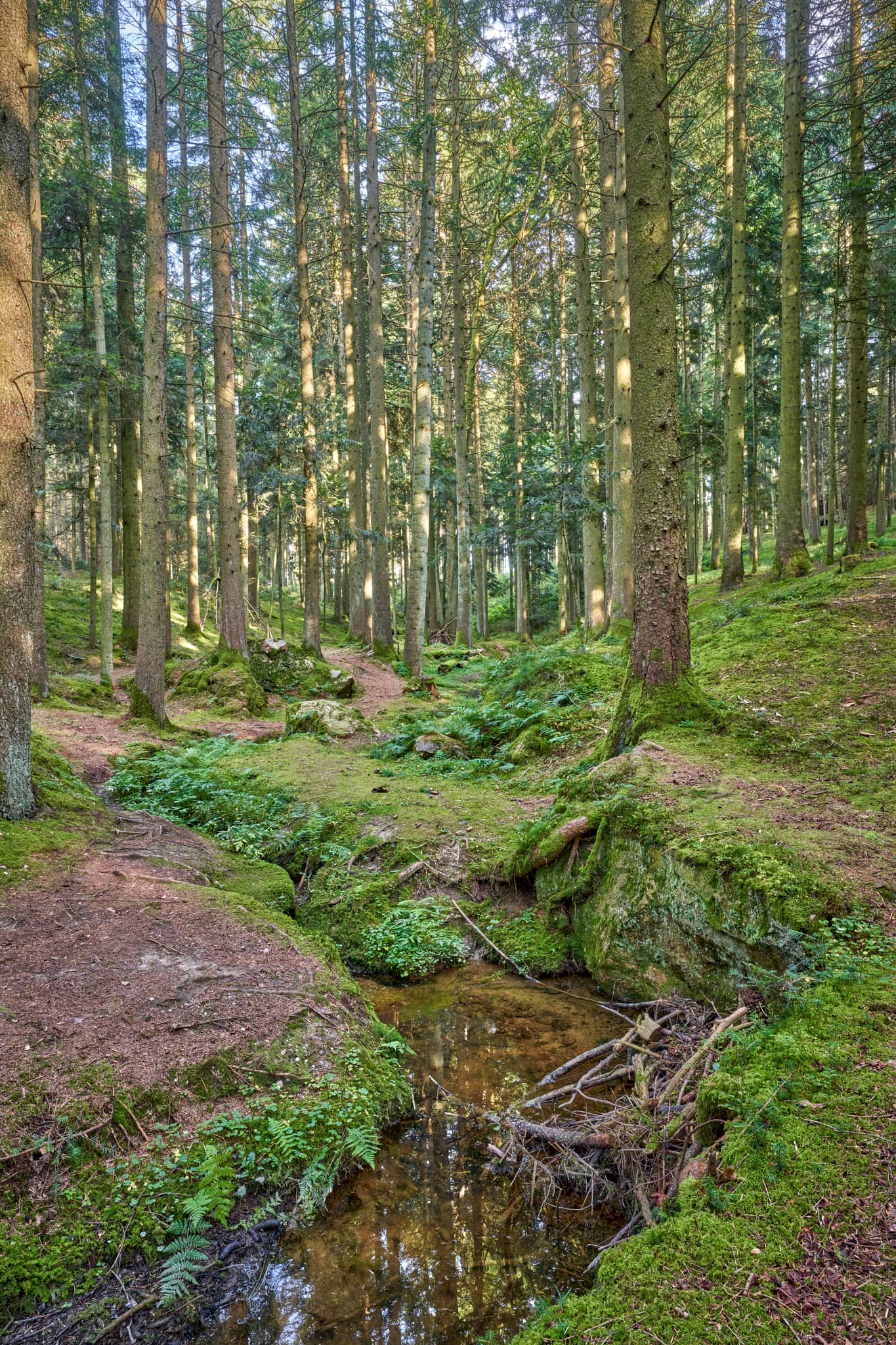 Waldgebiet mit Bachlauf in Voglarn bei Triftern, Rottal-Inn, Niederbayern, Holzland, Bäderdreieck, Deutschland.