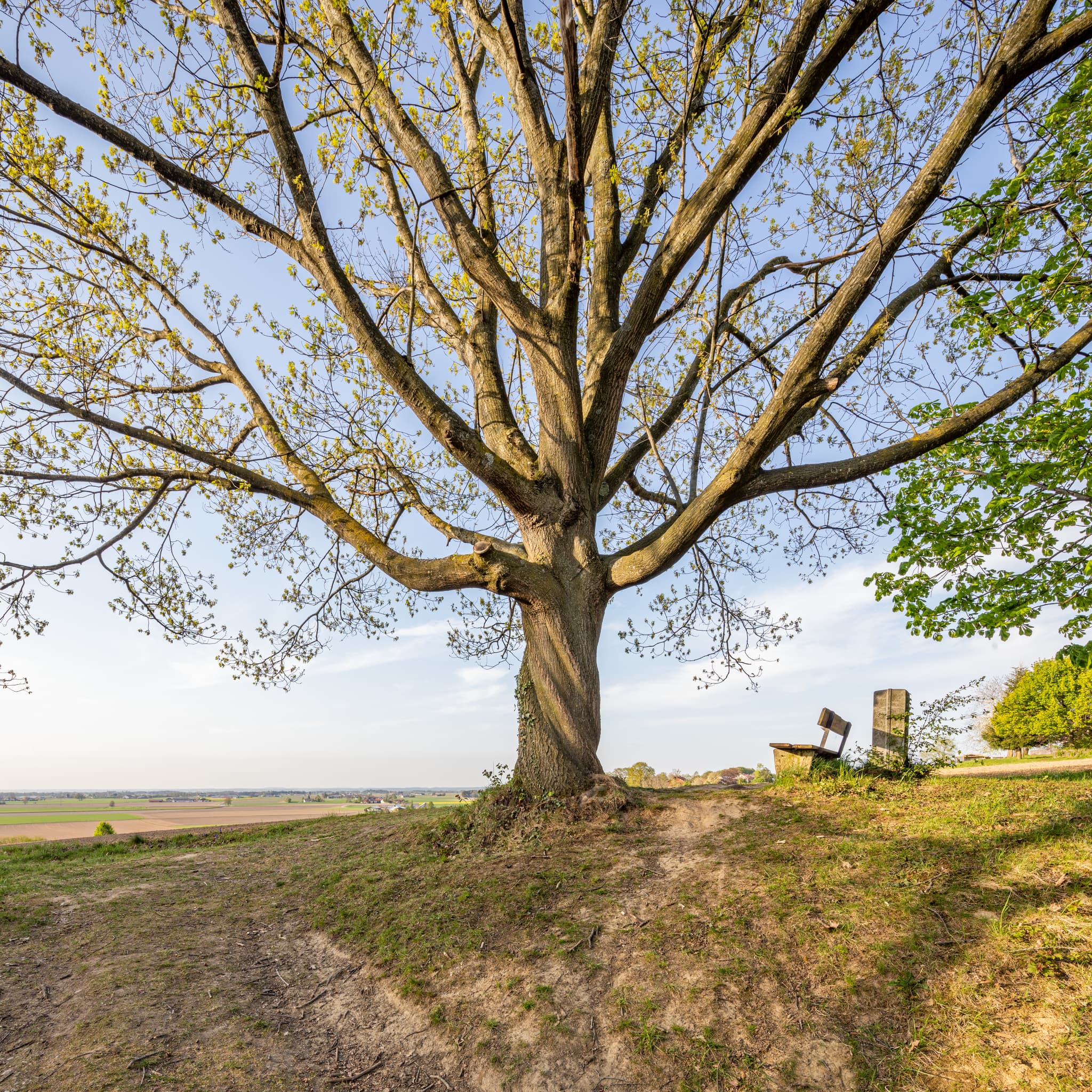 Blick auf weite Landschaft mit markantem Baum von Anhöhe bei Oberschroffen, Unterneukirchen. Landkreis Altötting, Oberbayern, Region Inn-Salzach, Deutschland.