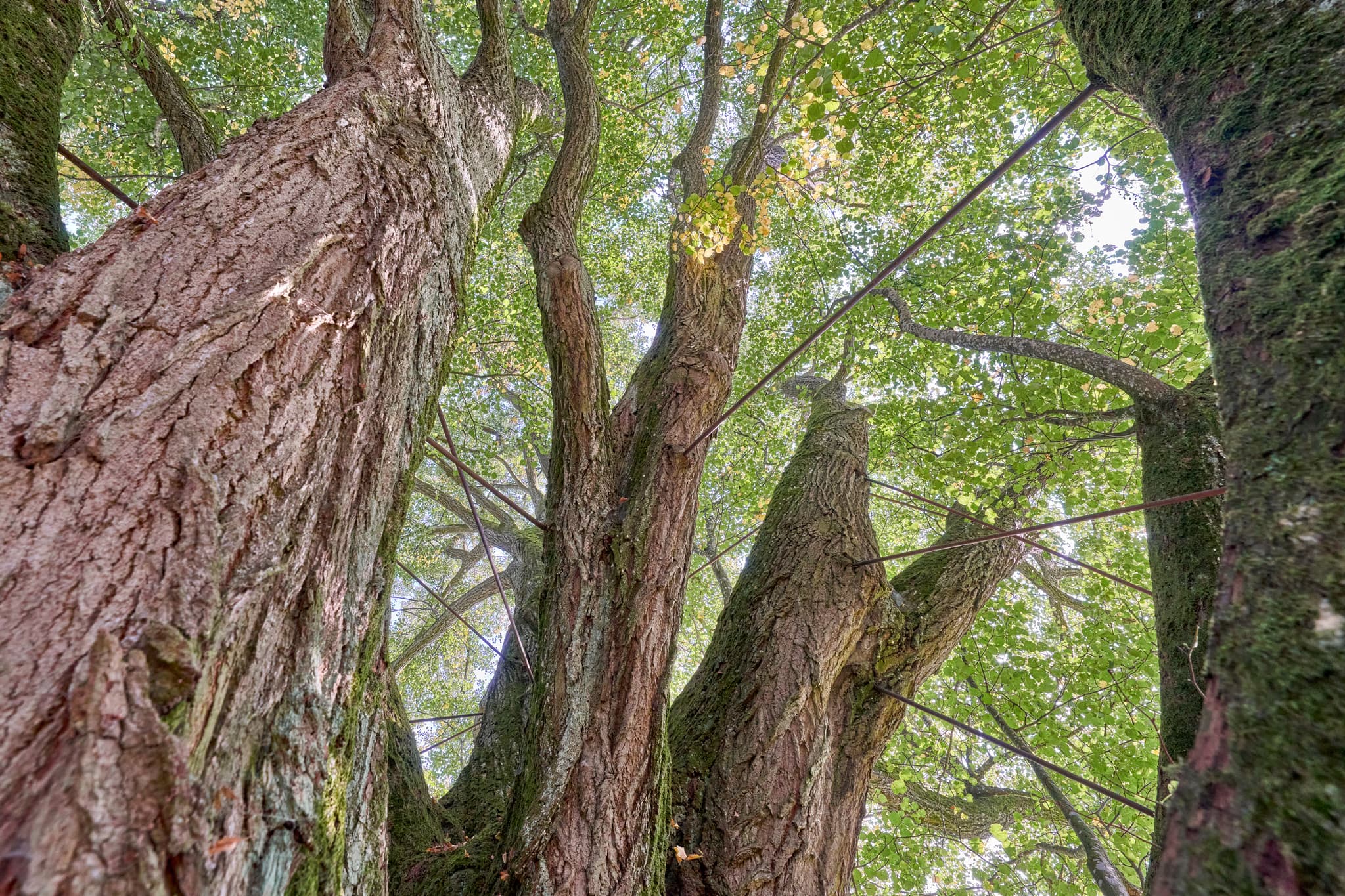 Linde in Wittibreut, Rottal-Inn, Niederbayern. Der Baum prägt das Holzland, Deutschland. Motiv zeigt Stamm, Äste, Baumkrone von unten. Sichtbare Stangen.