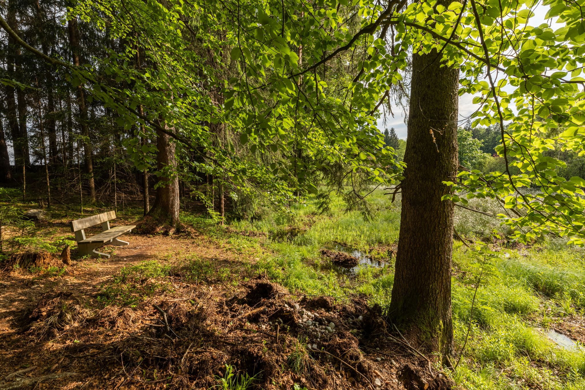 Holzbank am Todeiskesselweg. Ruhige Feuchtlandschaft umgeben von Wald. Haager Land, Haag, Landkreis Mühldorf am Inn, Oberbayern, Inn-Salzach, Deutschland.