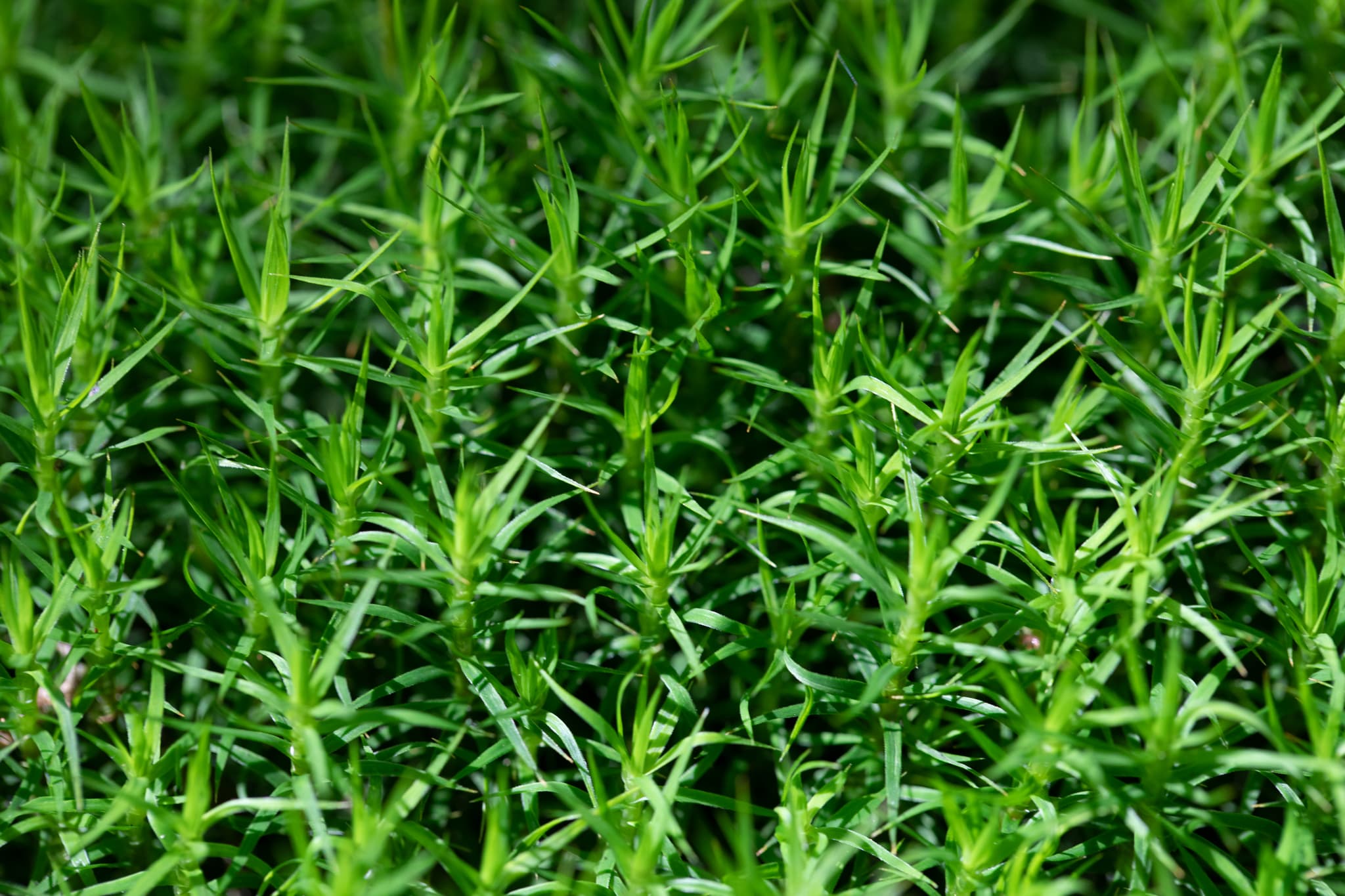 Nahaufnahme von Moos in Voglarn, Triftern, Rottal-Inn, Niederbayern, Holzland, Bäderdrieck, Deutschland. Das Bild zeigt detailliert die Struktur des Mooses.