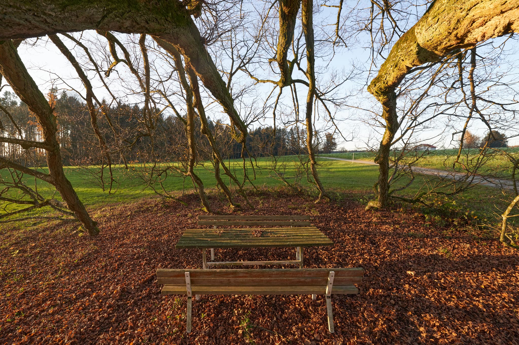 Rastplatz mit Bank und Tisch unter Krieringer Linde, Kriering, Wittibreut, Rottal-Inn. Landschaft in Niederbayern, Holzland, Deutschland, mit Wiesen und Wald.