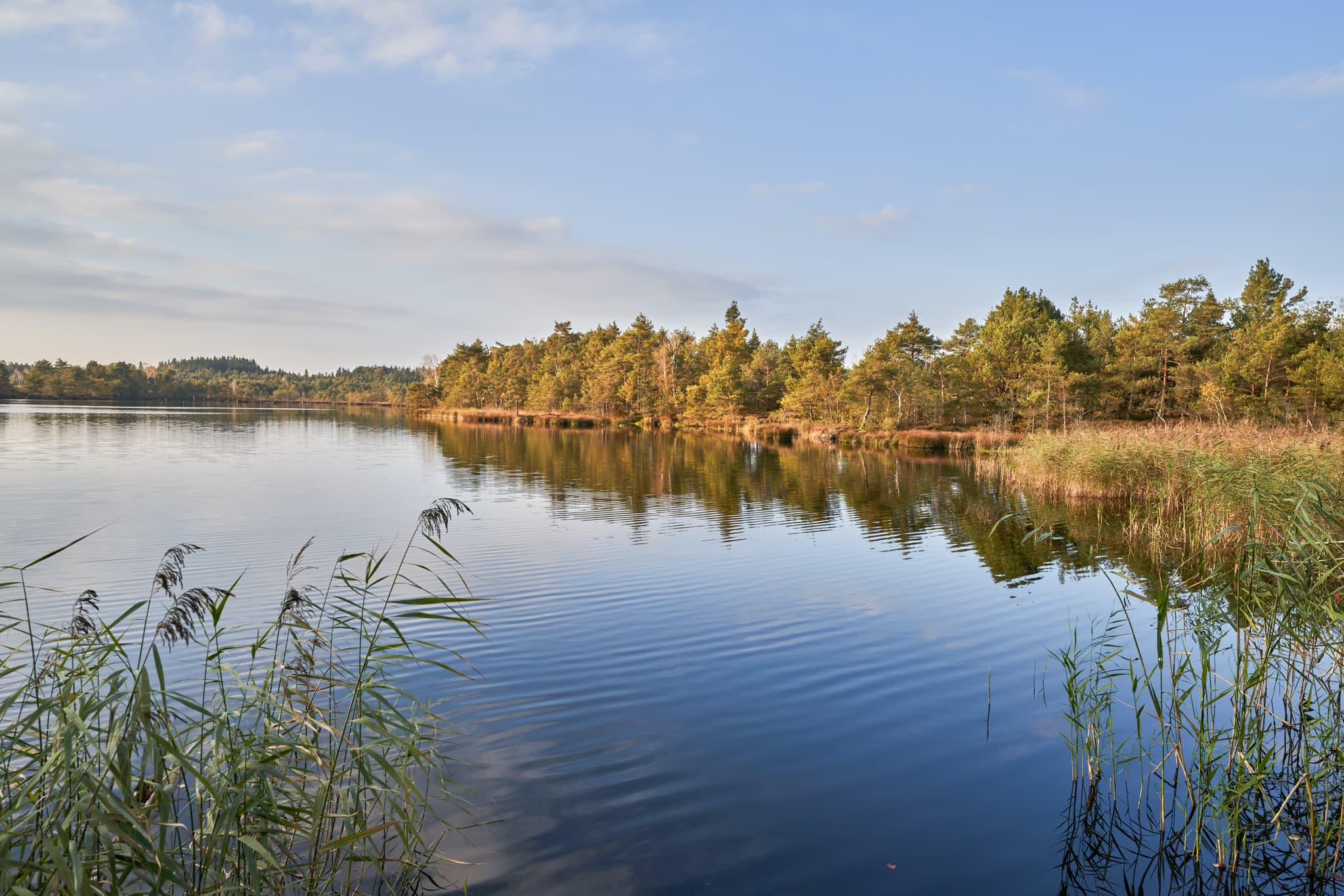 Schönramer Filz Moorsee bei Petting, Traunstein, Oberbayern. Ruhige Naturlandschaft im Chiemgau, Deutschland, mit klarem Wasser, Schilf und bewaldeten Ufern.