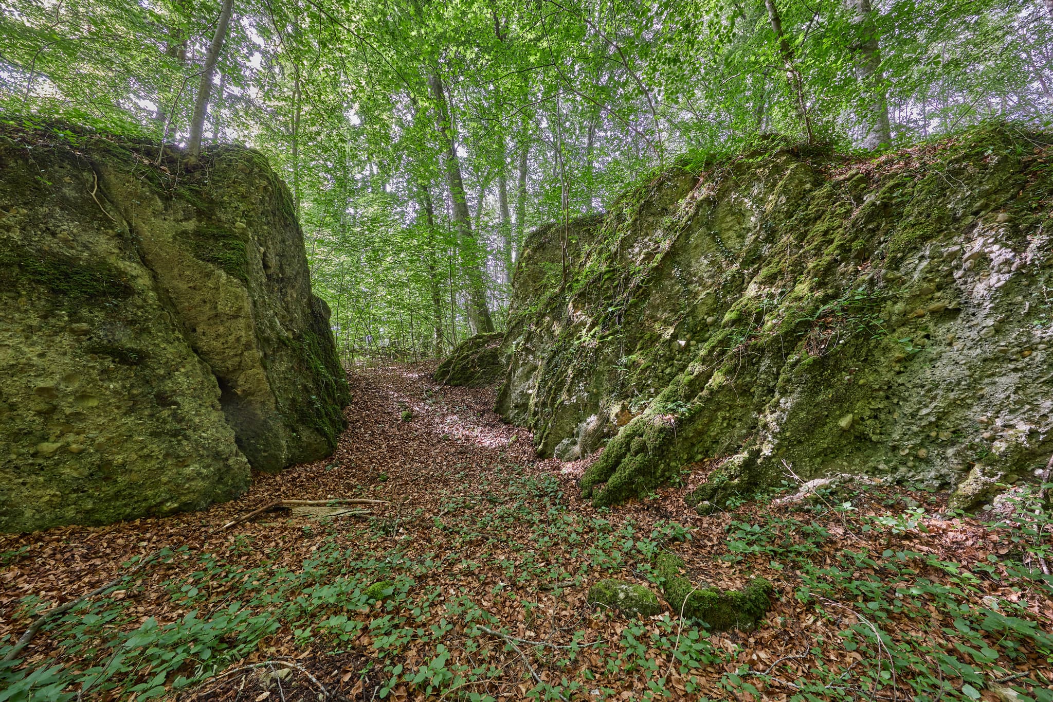 Moosbewachsene Tuffsteinformationen prägen den Wald am Schlossberg in Wald, Garching, Landkreis Altötting, Oberbayern, Region Inn-Salzach, Deutschland.