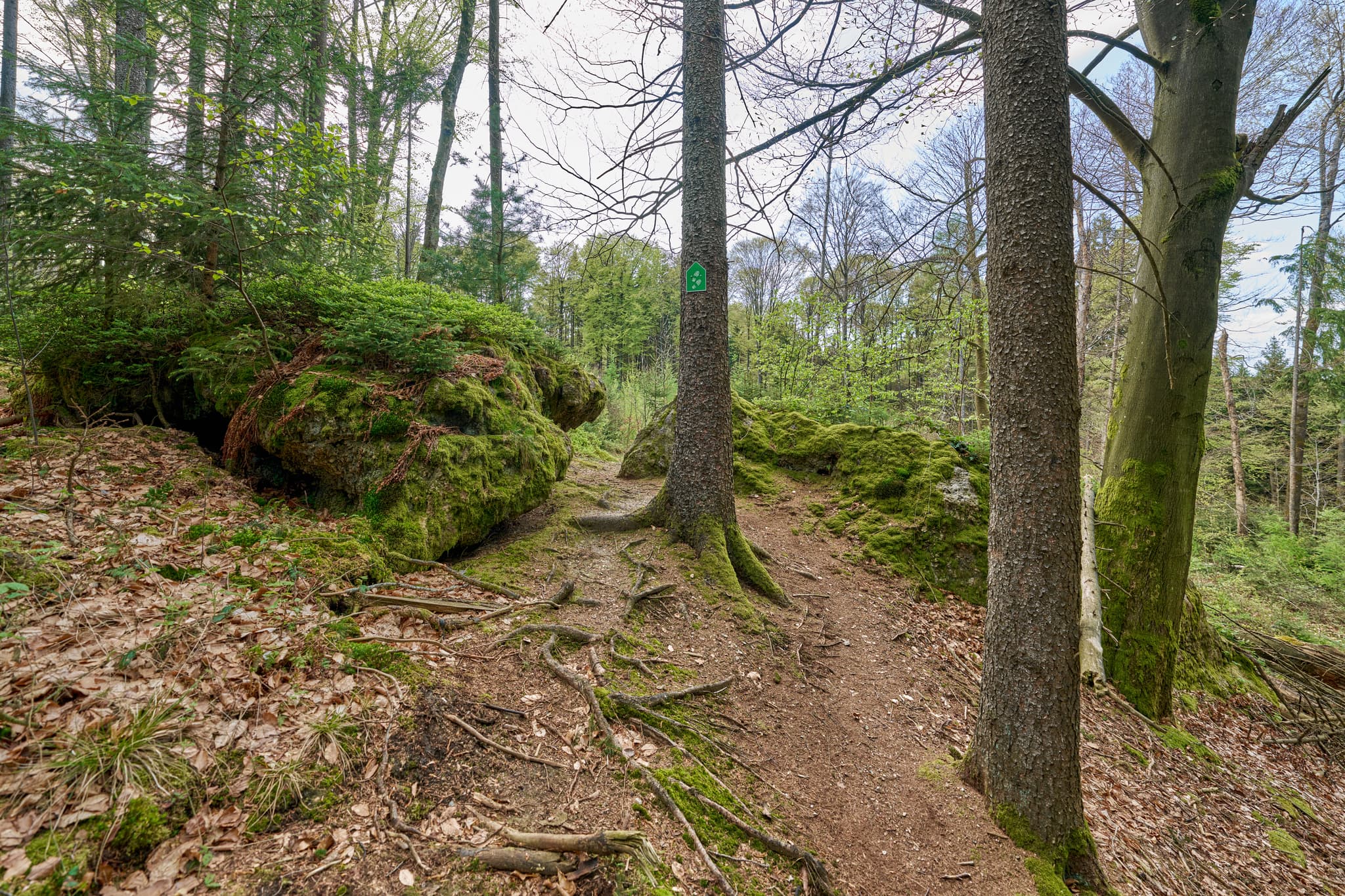 Waldweg bei Kultstein, Bad Griesbach, Landkreis Passau, Niederbayern, Bayern, Deutschland. Der Weg führt an einem mit Moos bewachsenen Felsen vorbei.