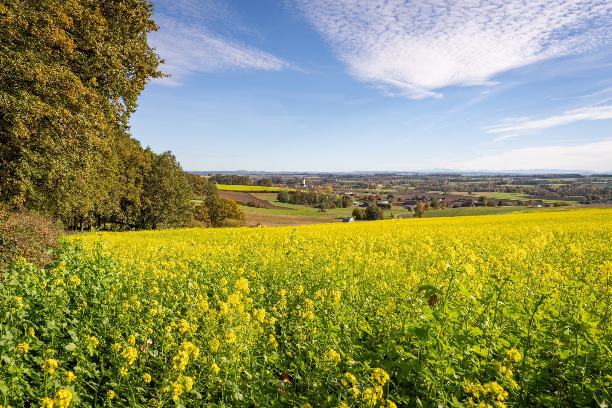 Landschaft im Kurpark Bad Griesbach im Rottal, Niederbayern, Deutschland. Ein leuchtendes Rapsfeld erstreckt sich vor sanften Hügeln, Idyllische Natur.