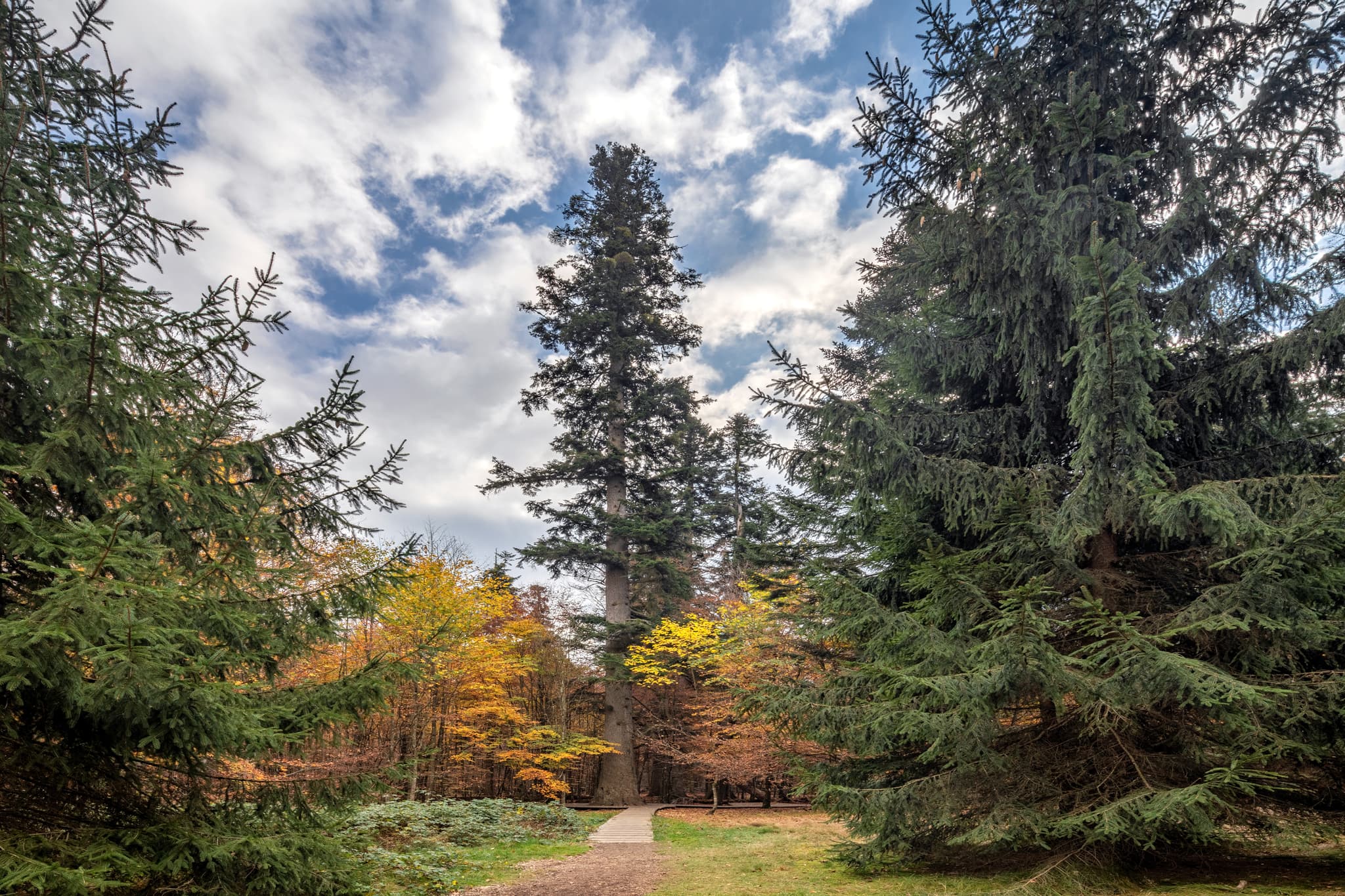 Hans-Watzlik-Hain im Herbst mit größter Tanne im Bayerischen Wald, Bayerisch Eisenstein, Landkreis Regen, Niederbayern.