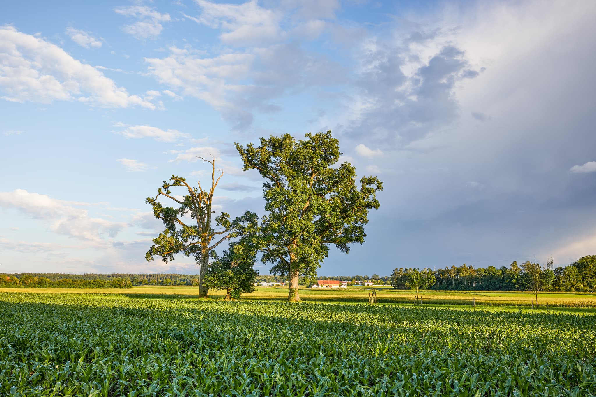 Lohwimm Eichen bei Neuötting im Landkreis Altötting, Regierungsbezirk Oberbayern, Region Inn-Salzach, Deutschland.
