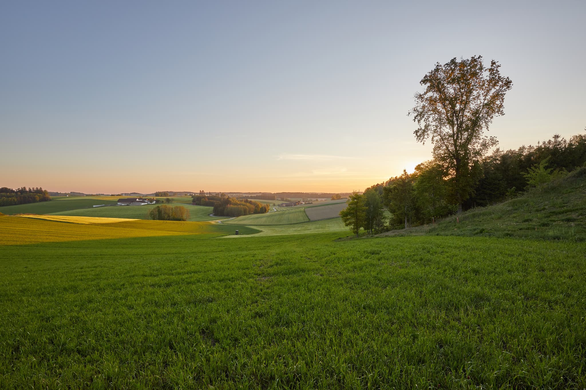 Idyllische Landschaft bei Sonnenuntergang in Atzberg, Gemeinde Mitterskirchen, Landkreis Rottal-Inn, Niederbayern, Grüne Felder und ein einzelner Baum.