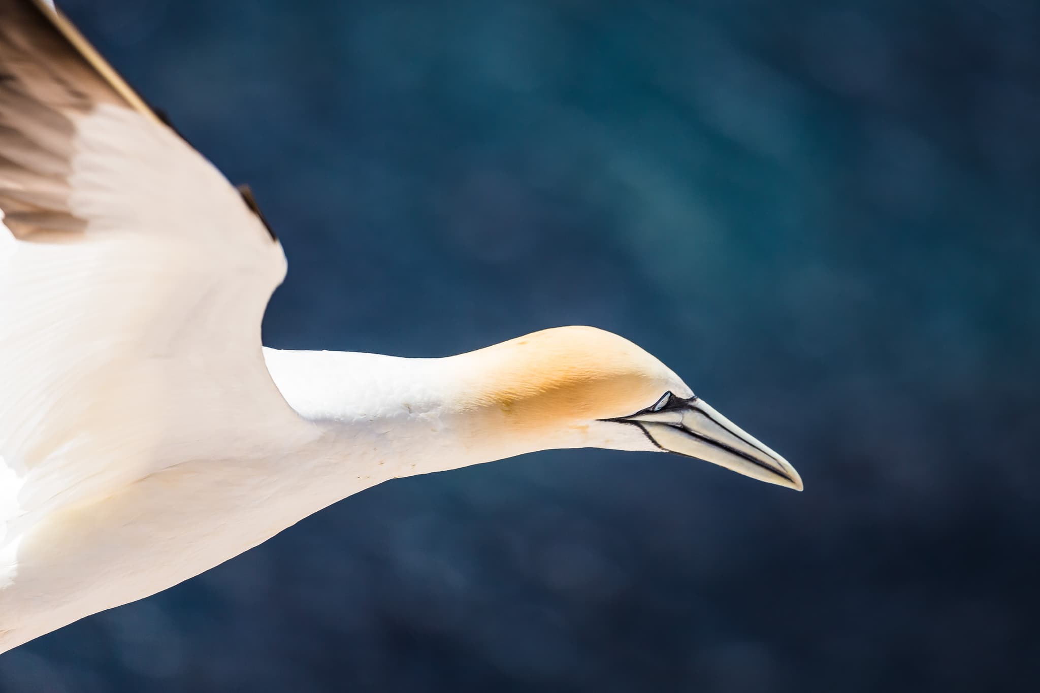 Basstölpel im Flug, Helgoland. Diese Insel ist Teil des Landkreises Pinneberg, Schleswig-Holstein, Deutschland. Zeigt die Vogelwelt der Nordseeküste.
