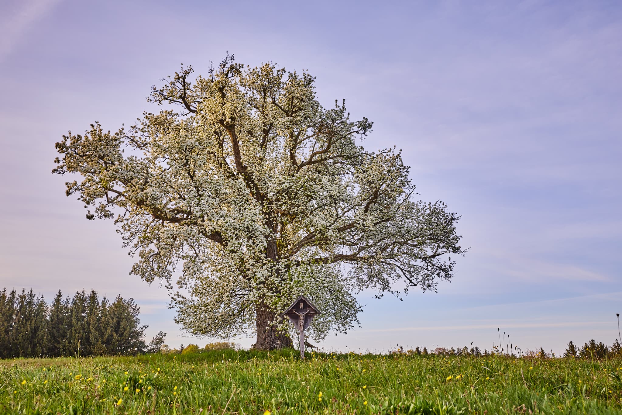 Blühender Baum und Wegekreuz auf grüner Wiese. Motiv in Schönbichl, Reischach, Landkreis Altötting, Oberbayern, Region Inn-Salzach, Deutschland.