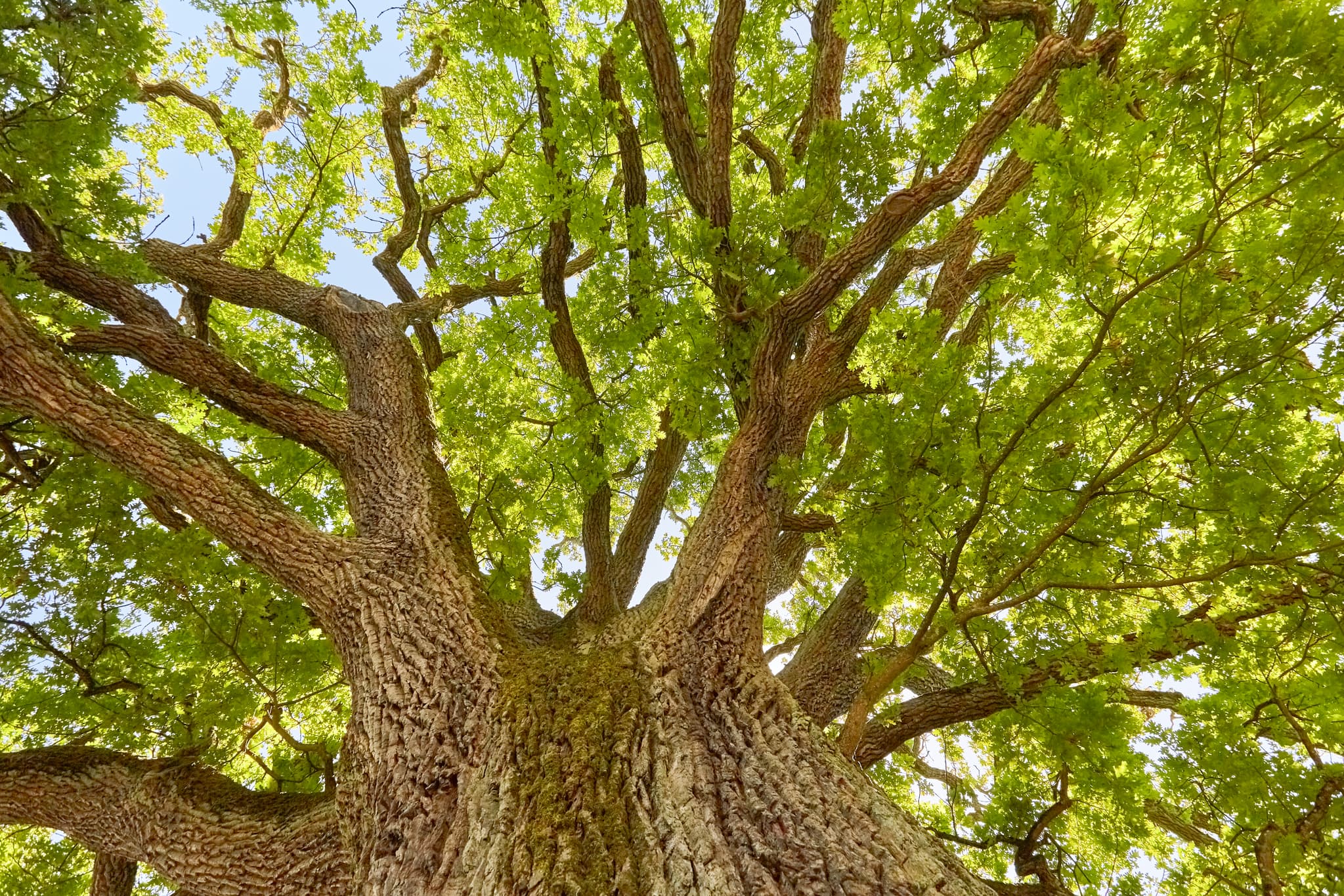 Eine majestätische Eiche am Sportplatz in Frauenstein, Mining, im Innviertel des Bezirks Braunau am Inn, Oberösterreich. Prächtiges Naturdenkmal in Österreich.
