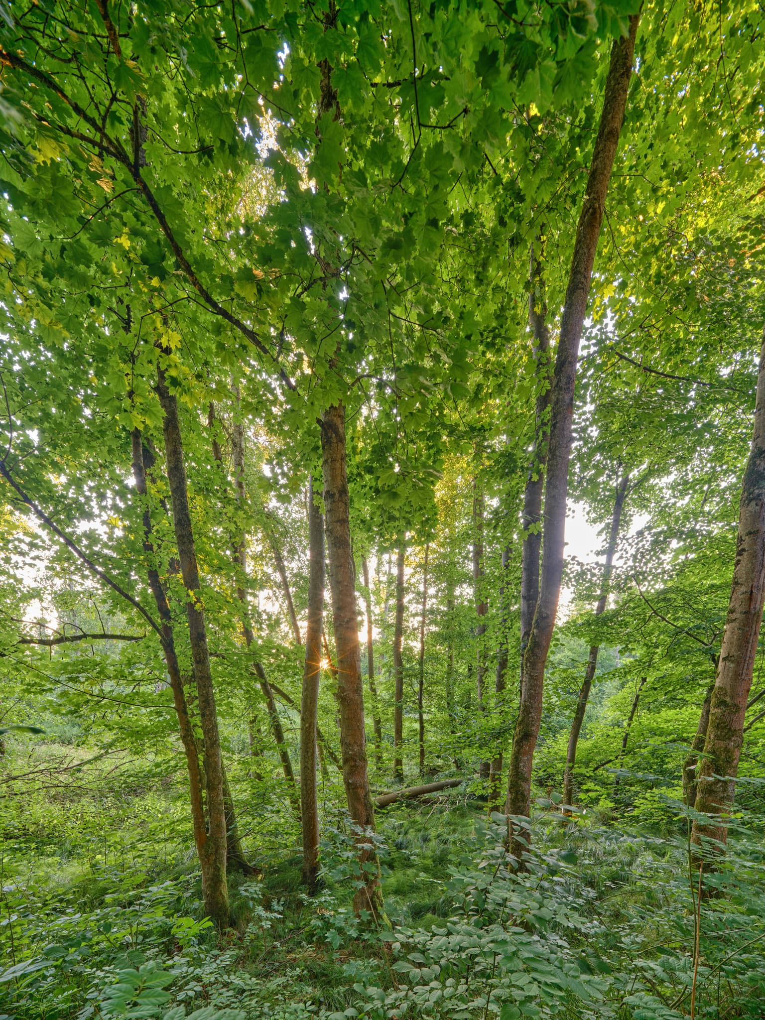Gern, Lichtlberger Wald bei Eggenfelden, Rottal-Inn, Niederbayern. Die Waldlandschaft im Holzland, zeigt üppiges Grün uim letzten Licht des Tages.